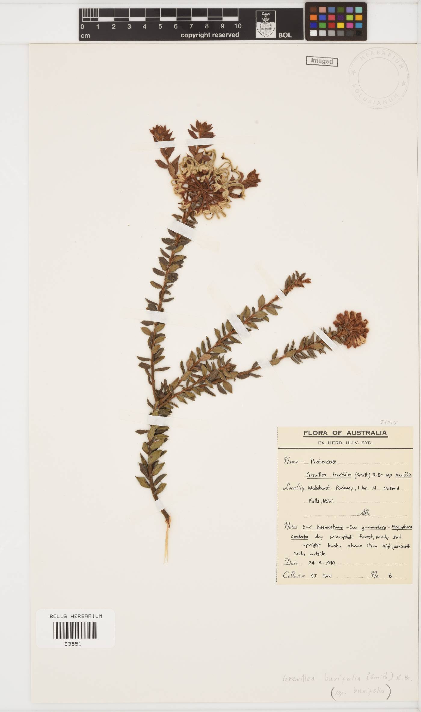 Grevillea buxifolia image