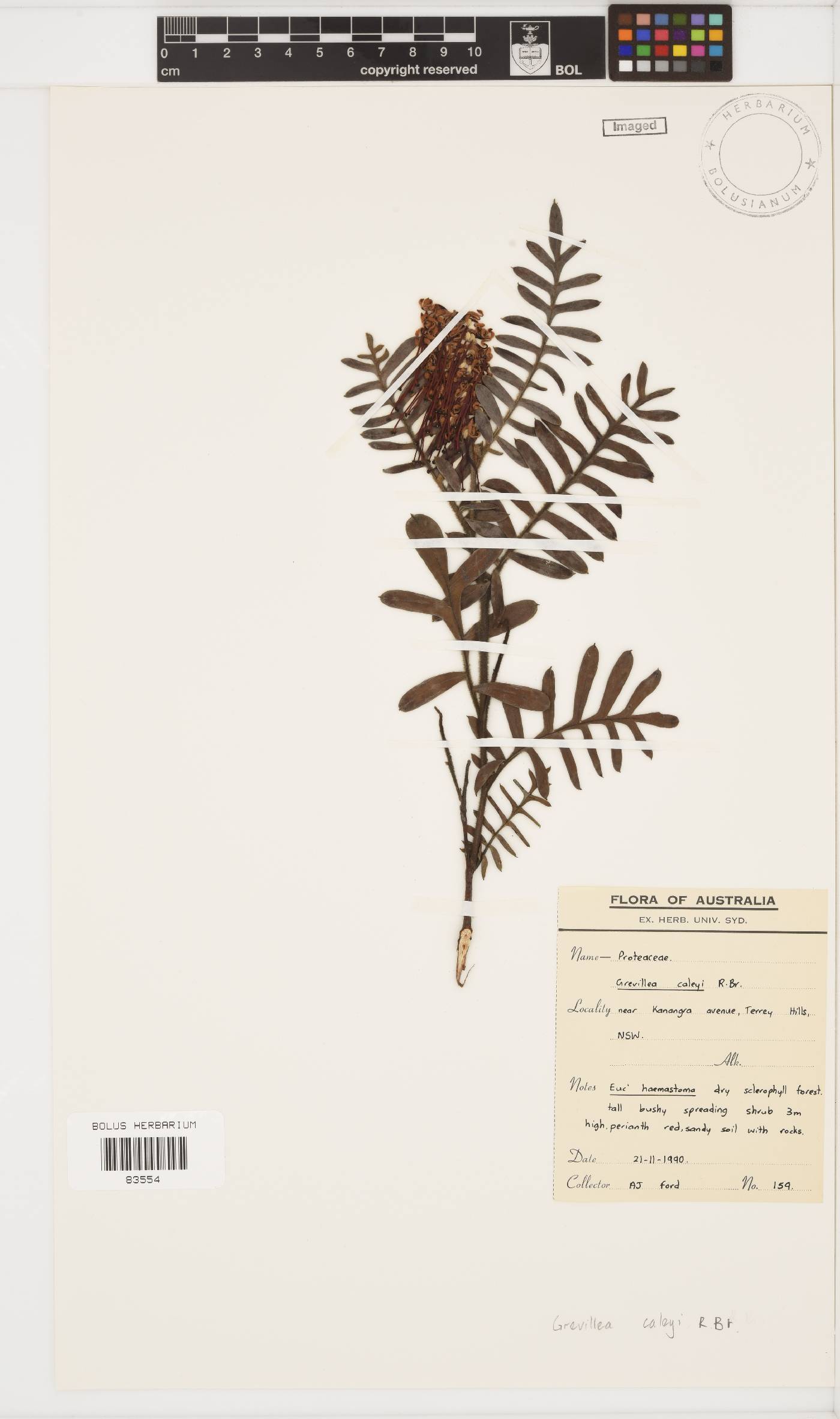 Grevillea caleyi image