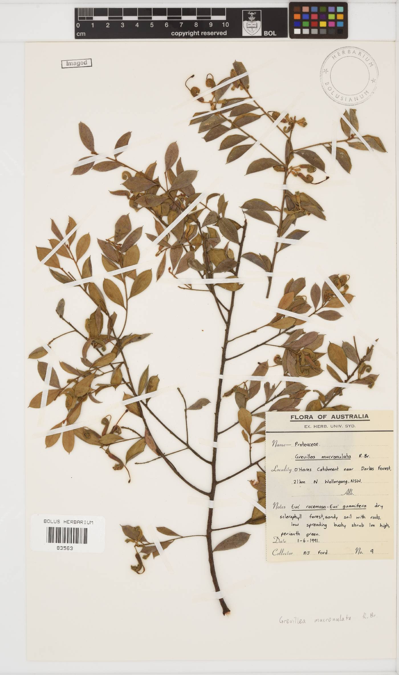Grevillea mucronulata image
