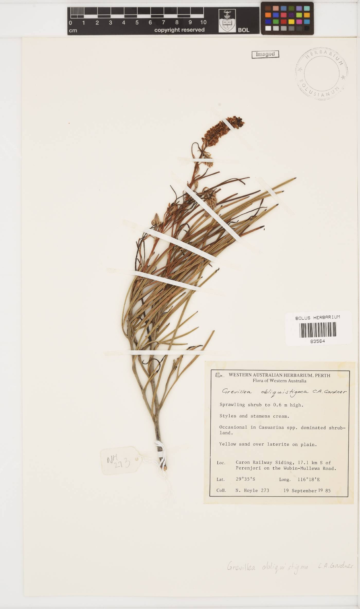 Grevillea obliquistigma image