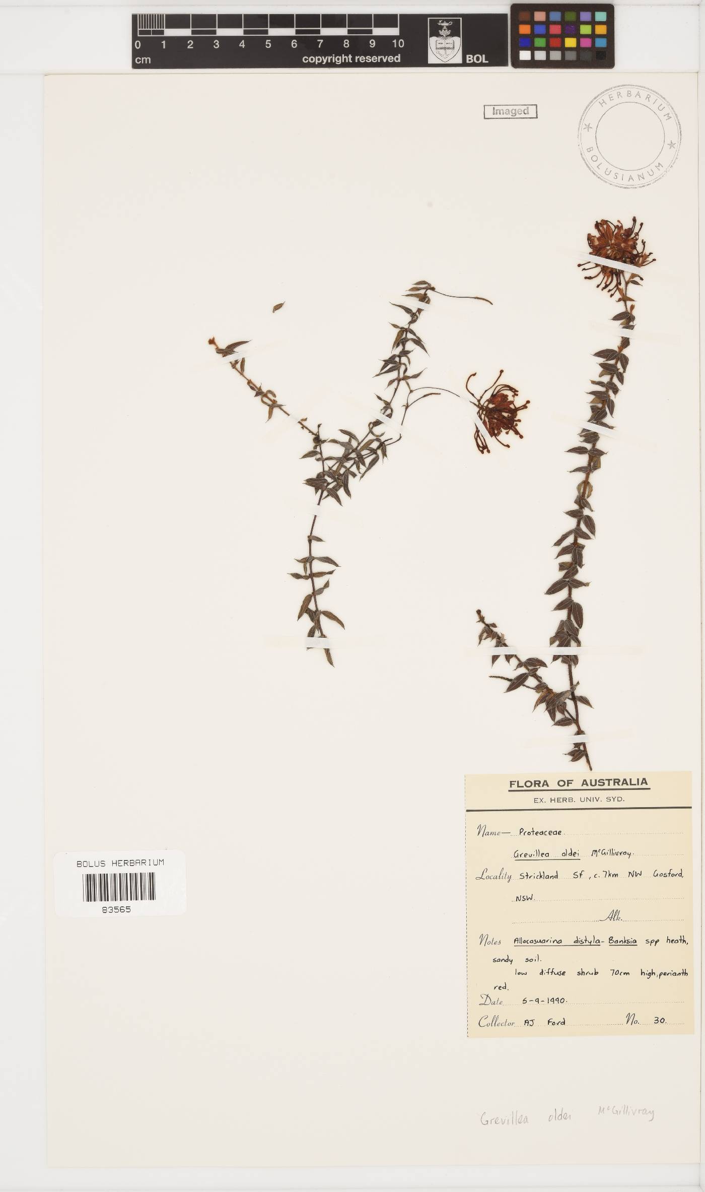 Grevillea oldei image