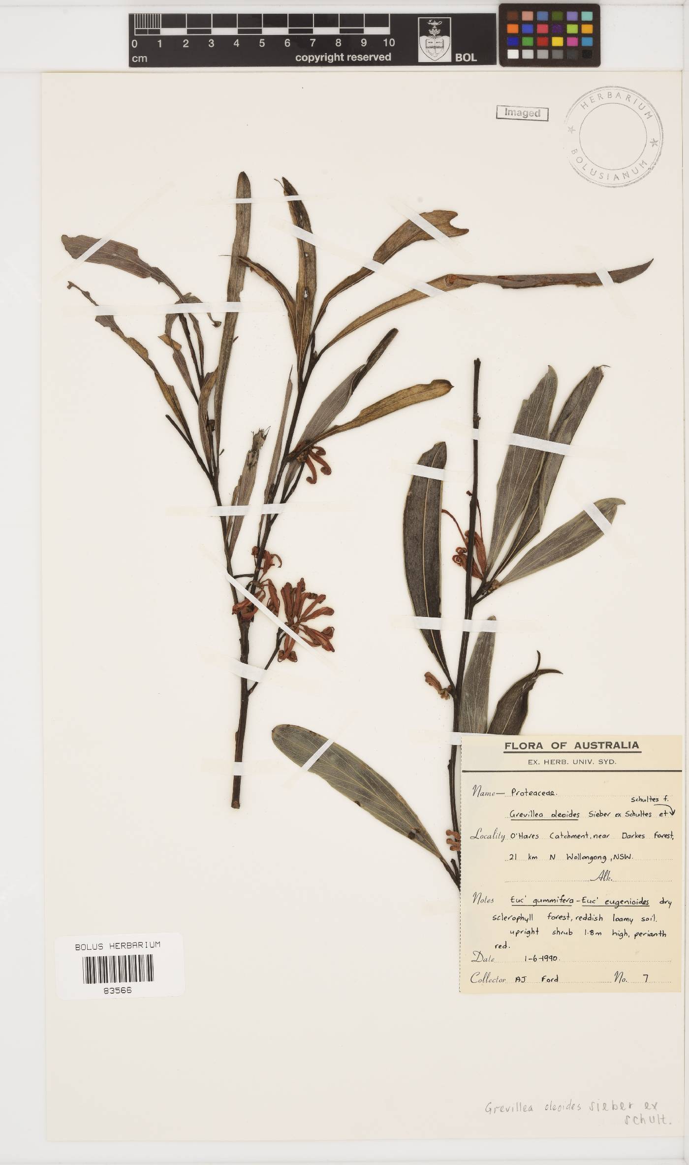 Grevillea oleoides image