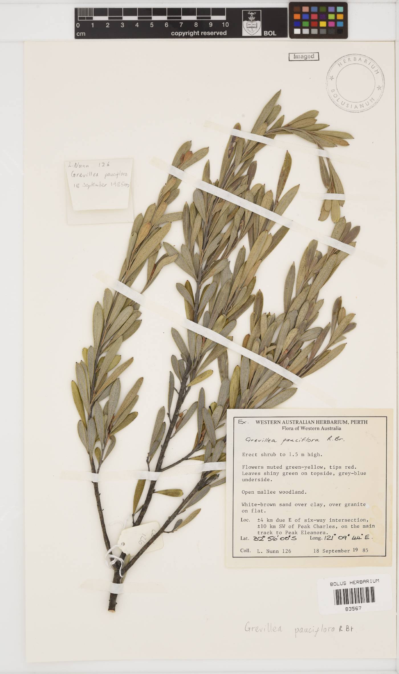 Grevillea pauciflora image
