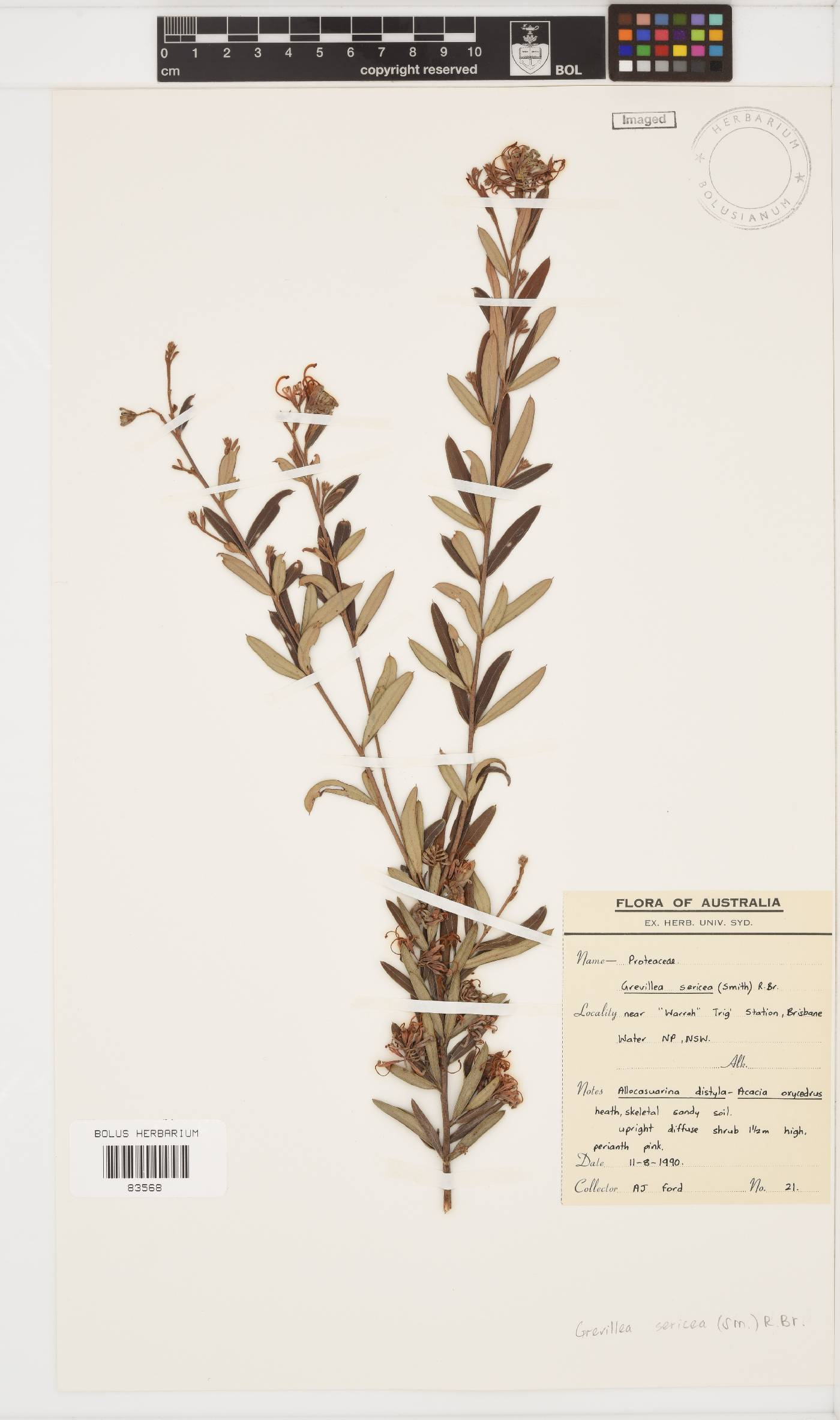 Grevillea sericea image