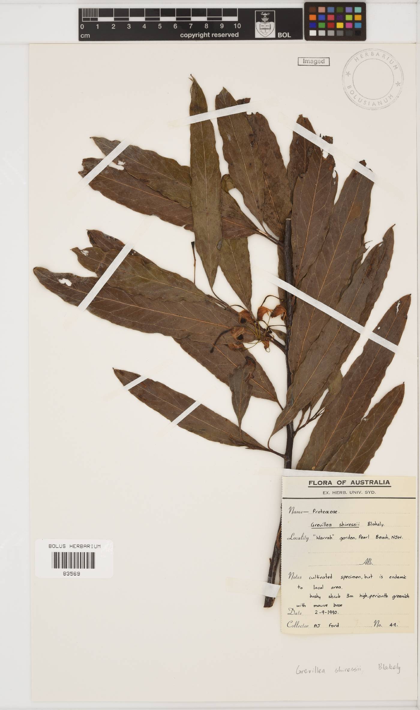 Grevillea shiressii image