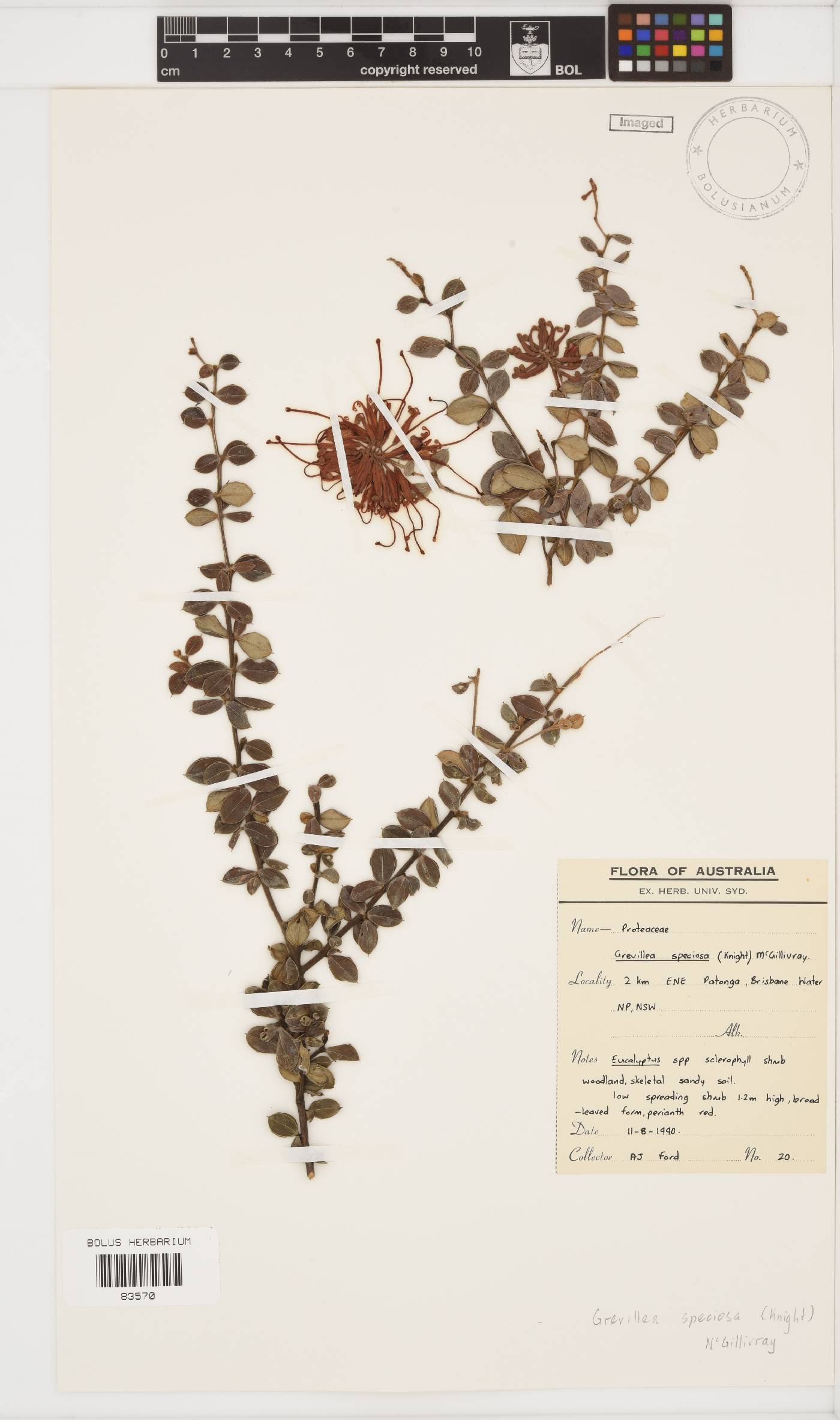 Grevillea speciosa image
