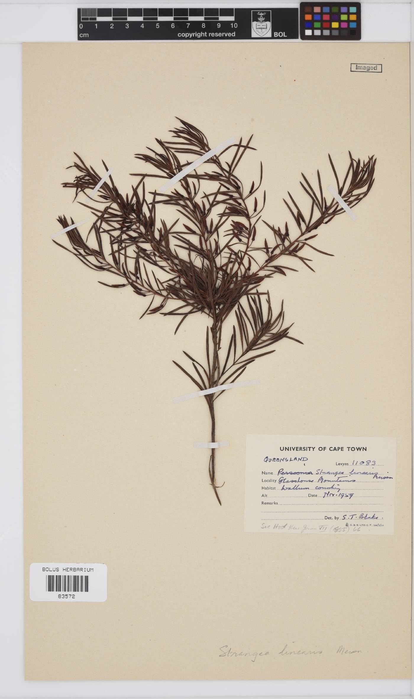 Stenocarpus linearis image