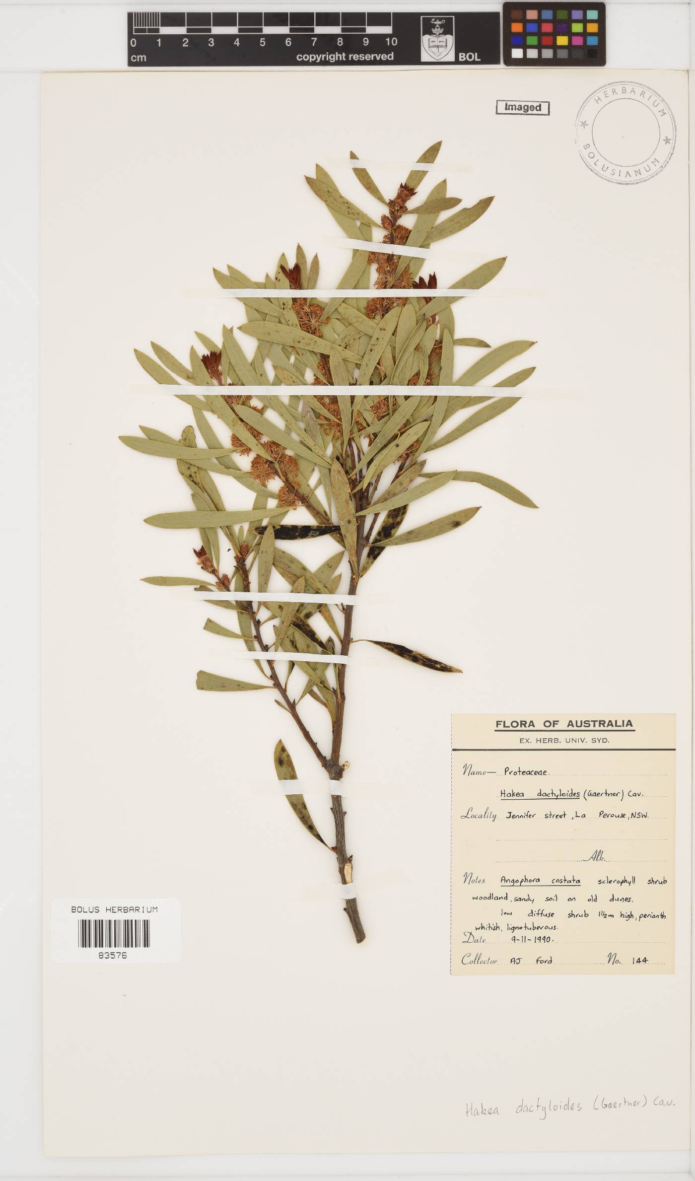 Hakea dactyloides image