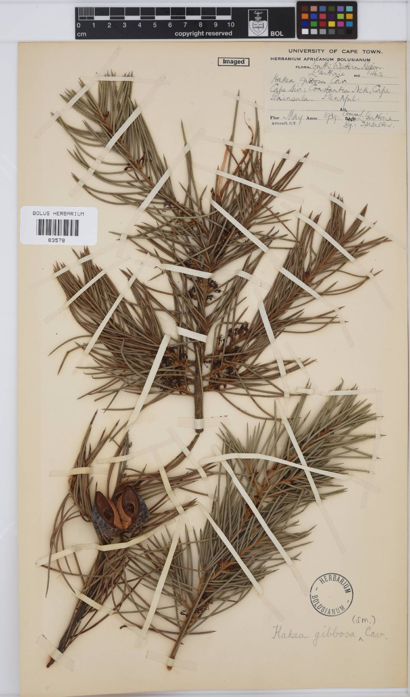 Hakea gibbosa image