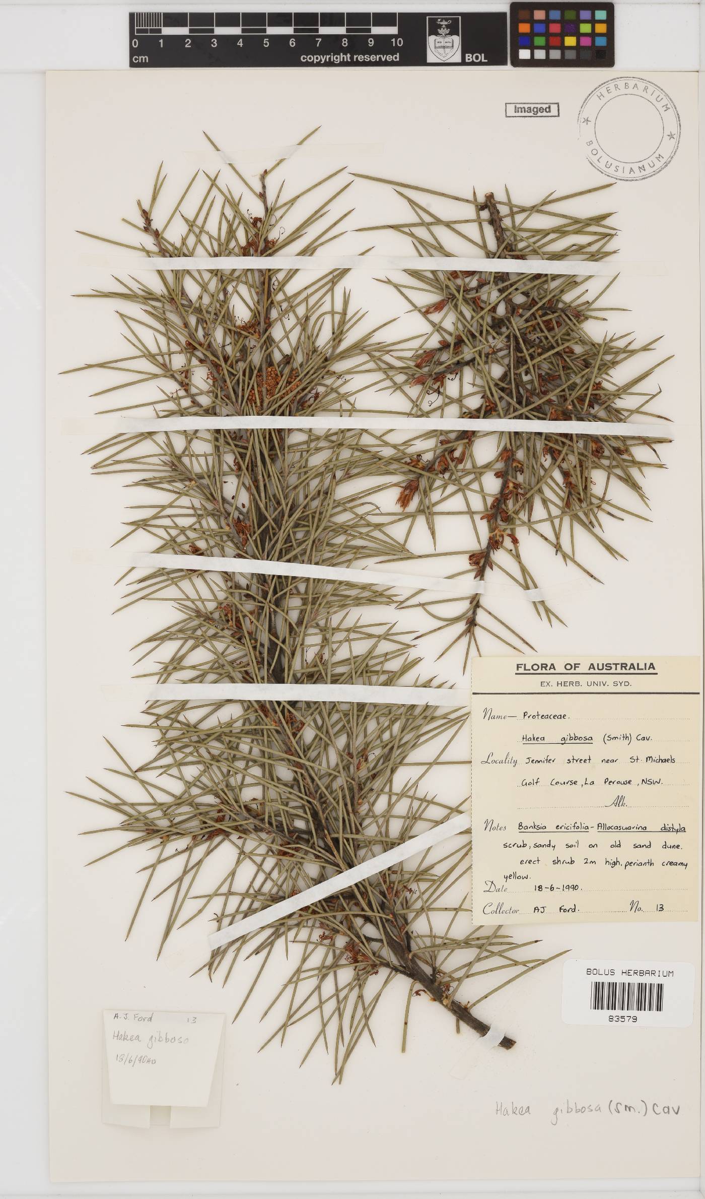 Hakea gibbosa image