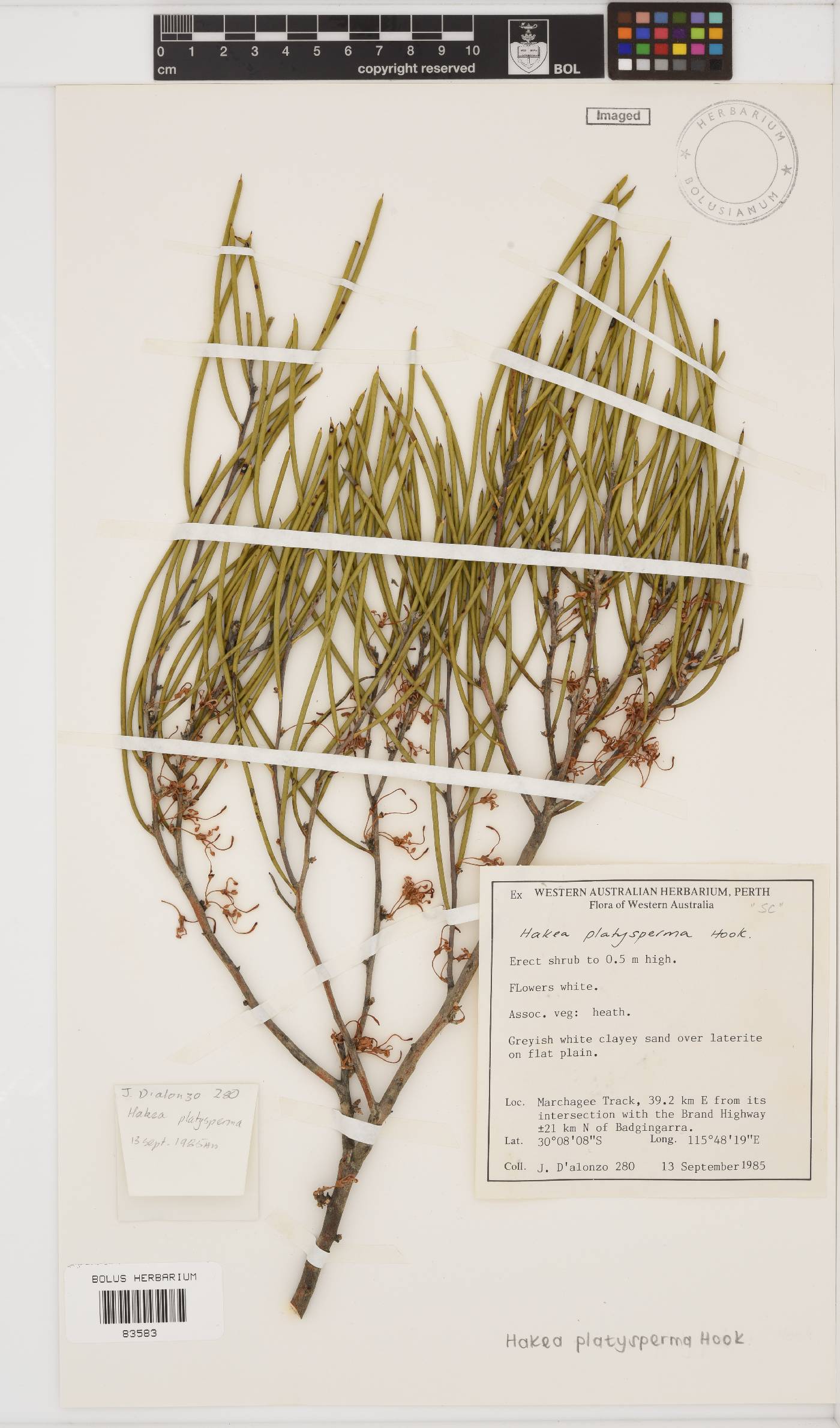 Hakea newbeyana image