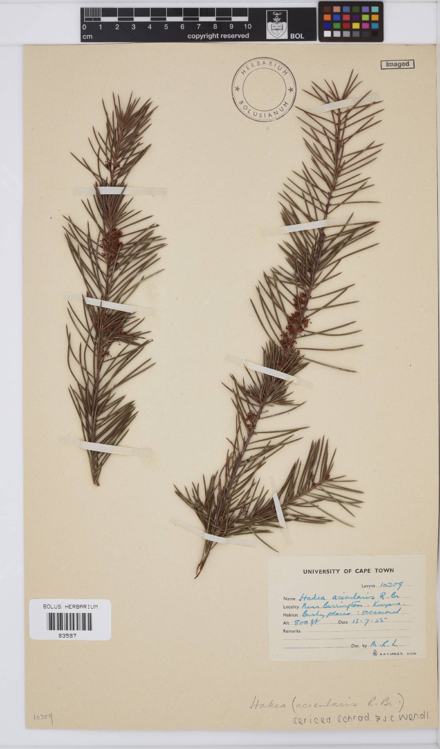 Hakea sericea image