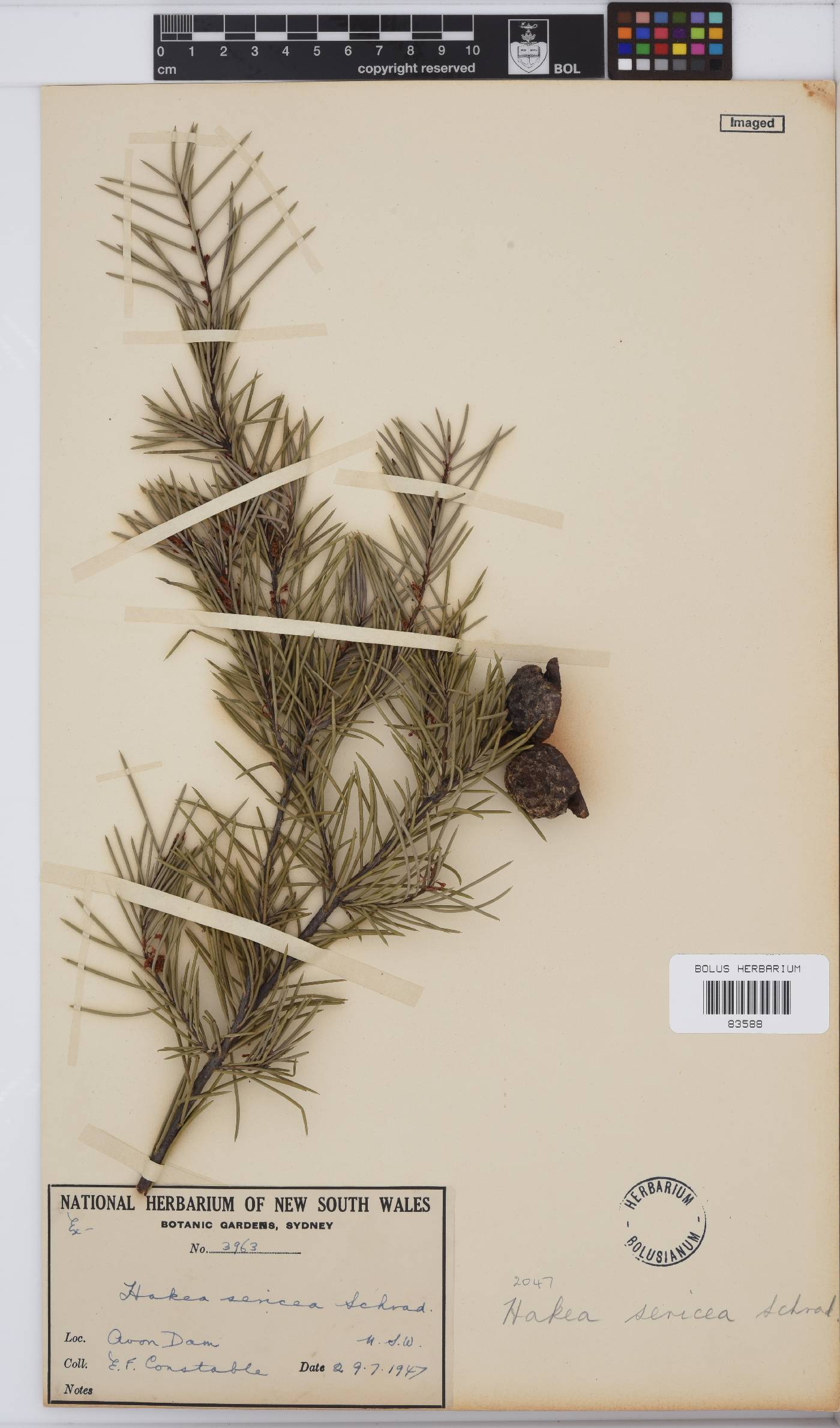 Hakea sericea image