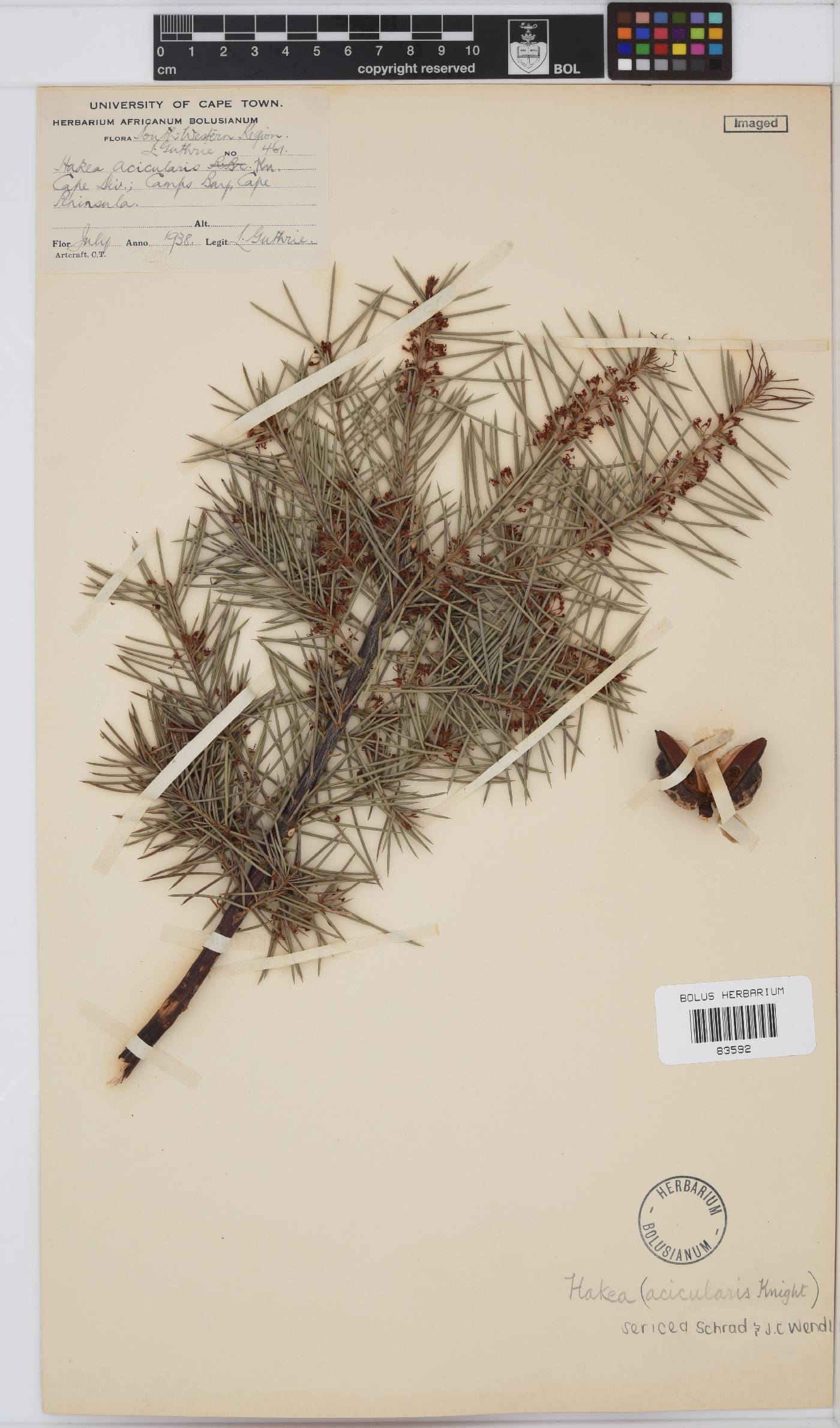 Hakea sericea image