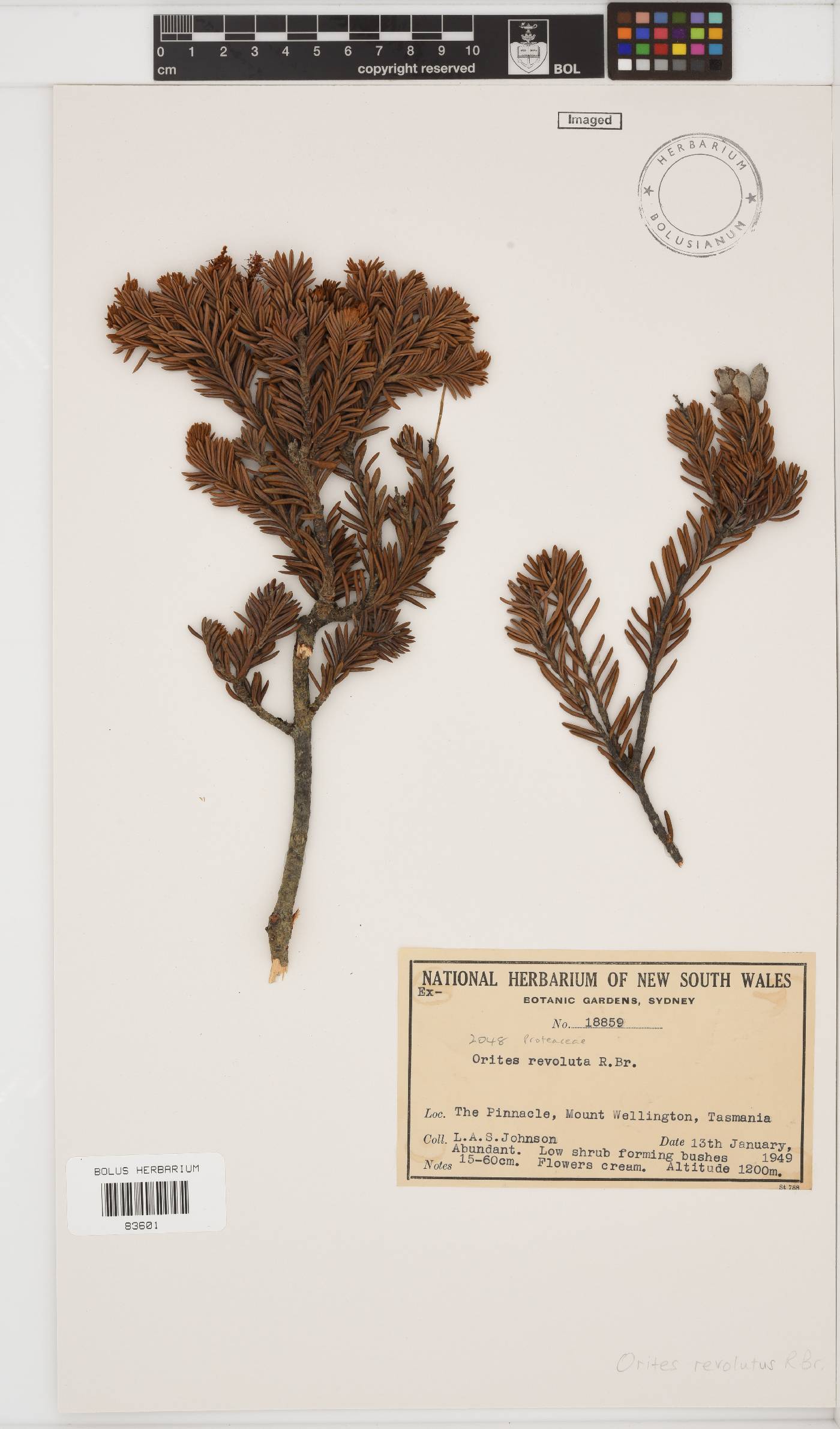 Orites revolutus image