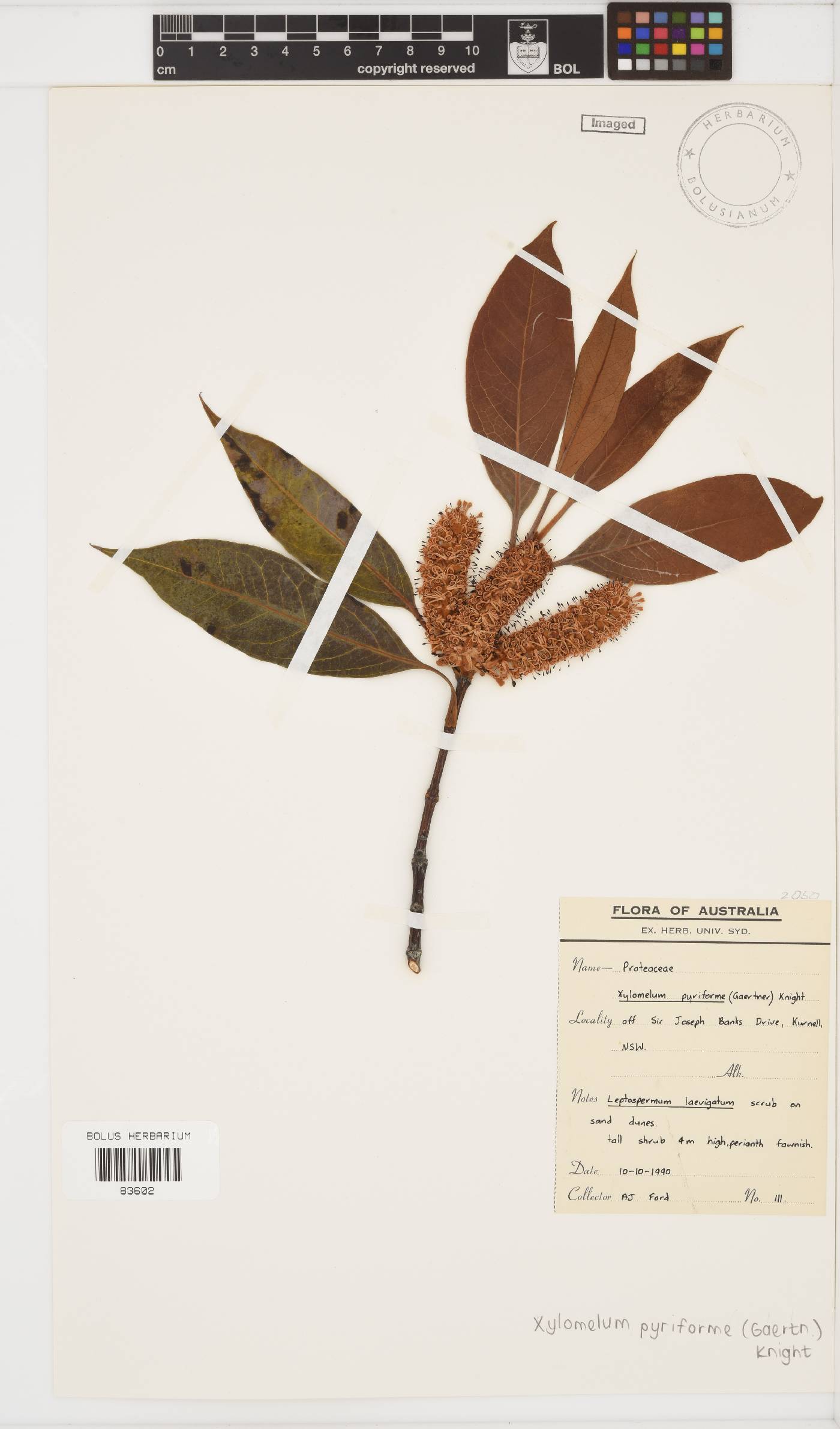 Xylomelum pyriforme image