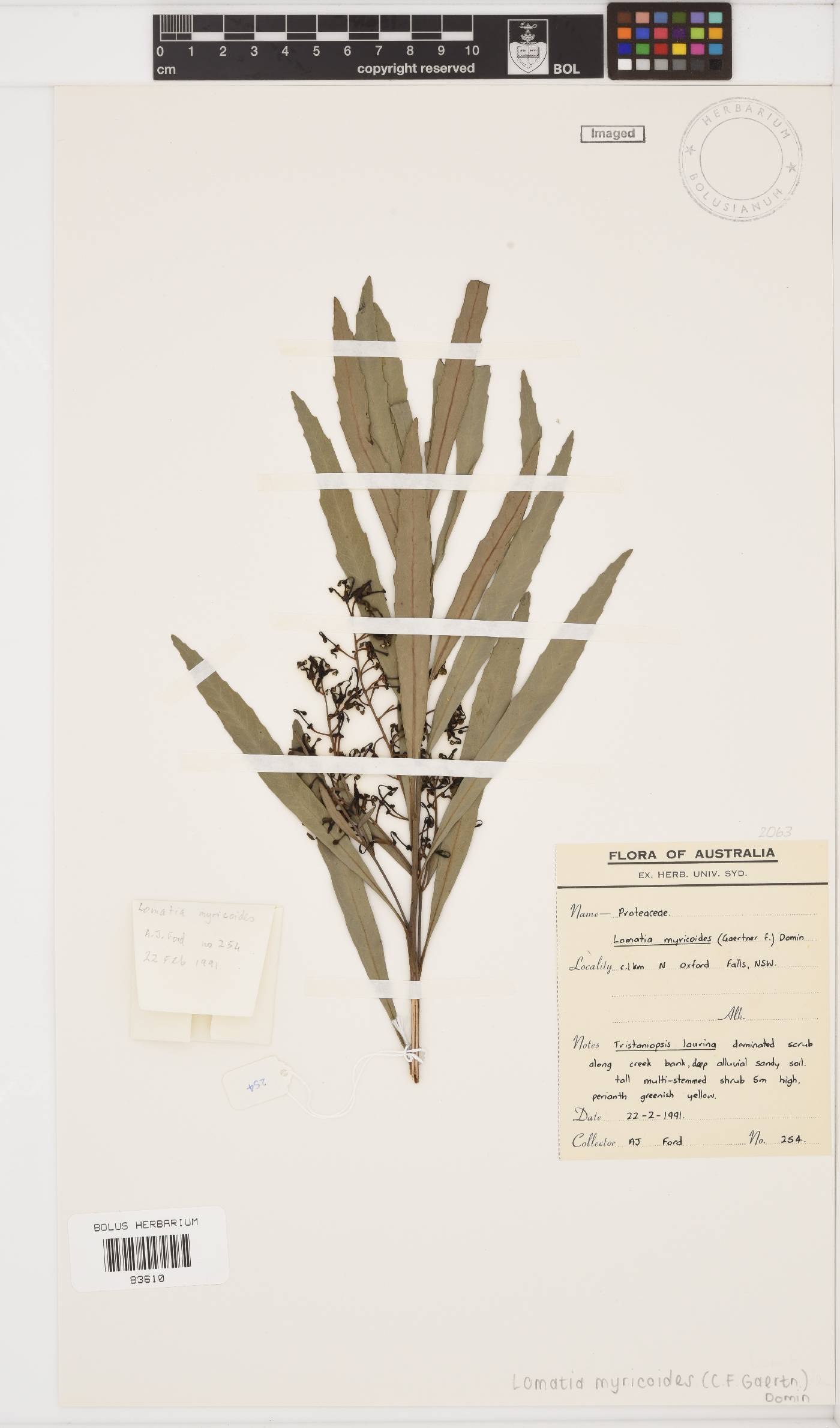Lomatia myricoides image