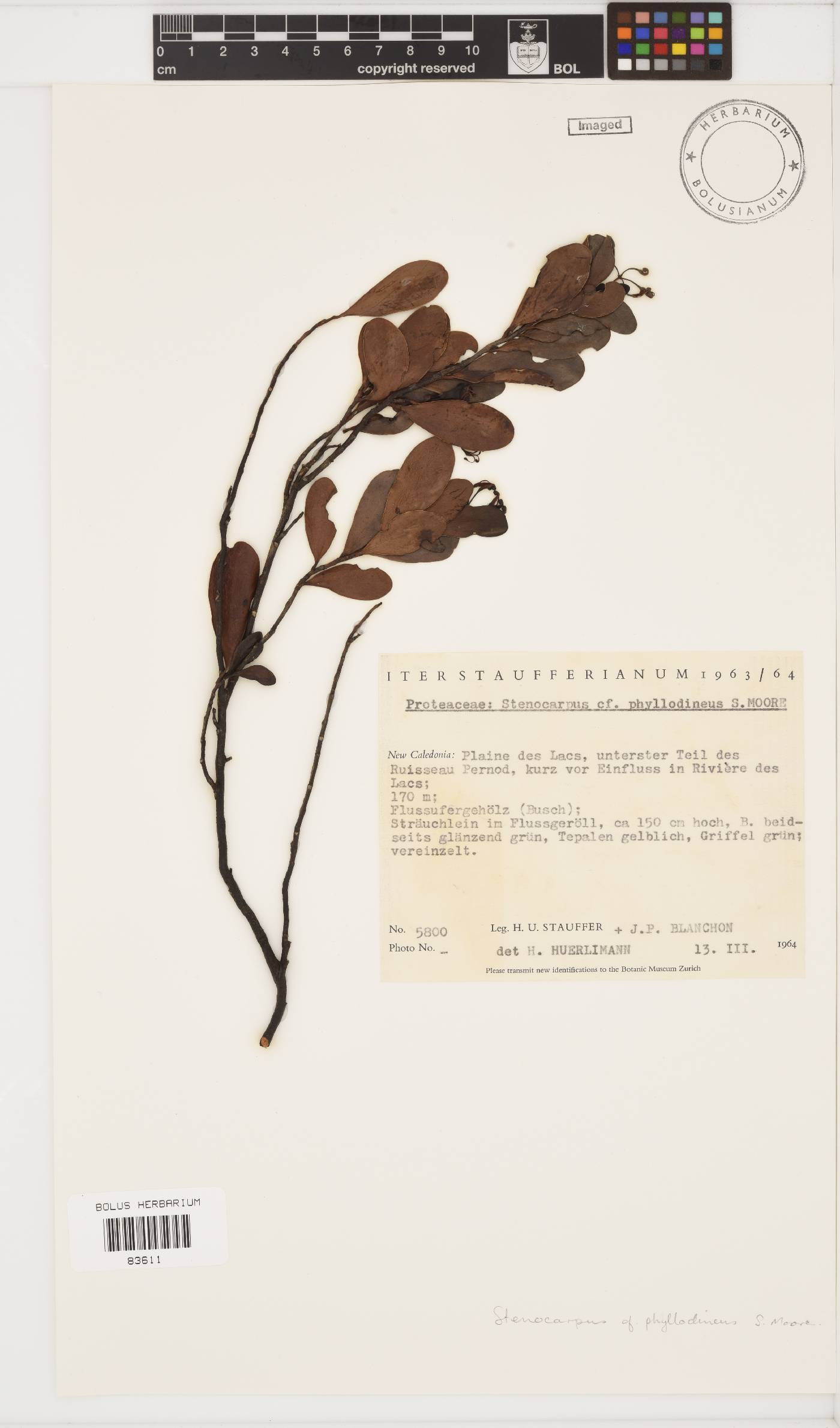 Stenocarpus umbelliferus var. umbelliferus image