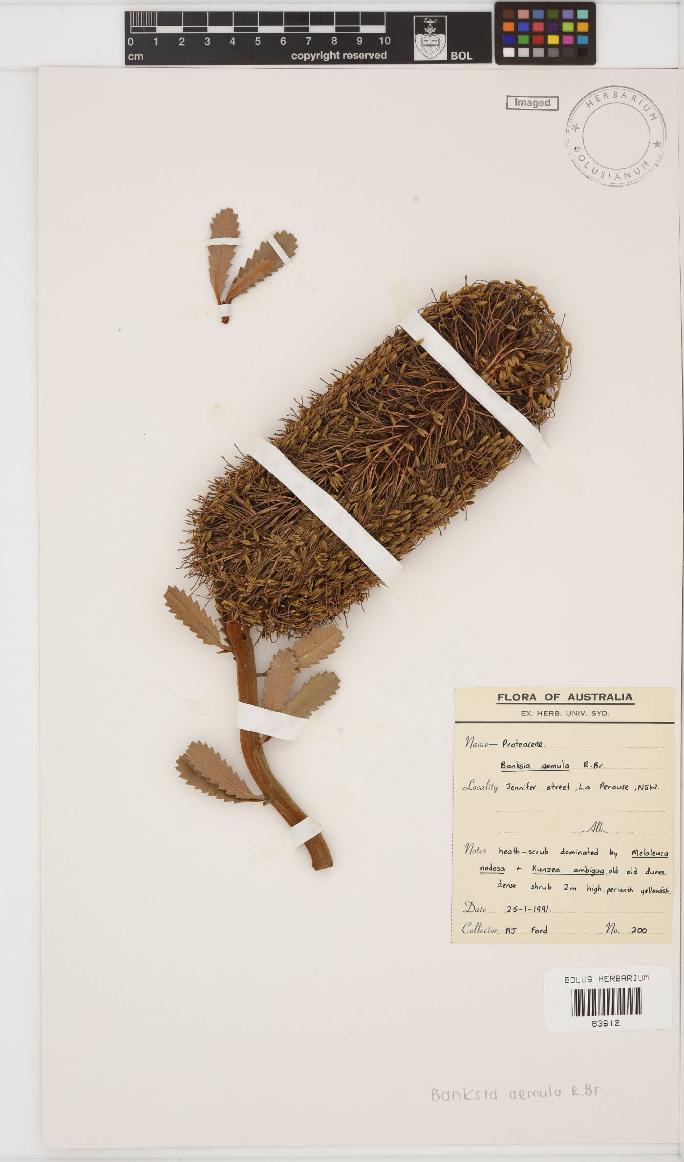 Banksia aemula image