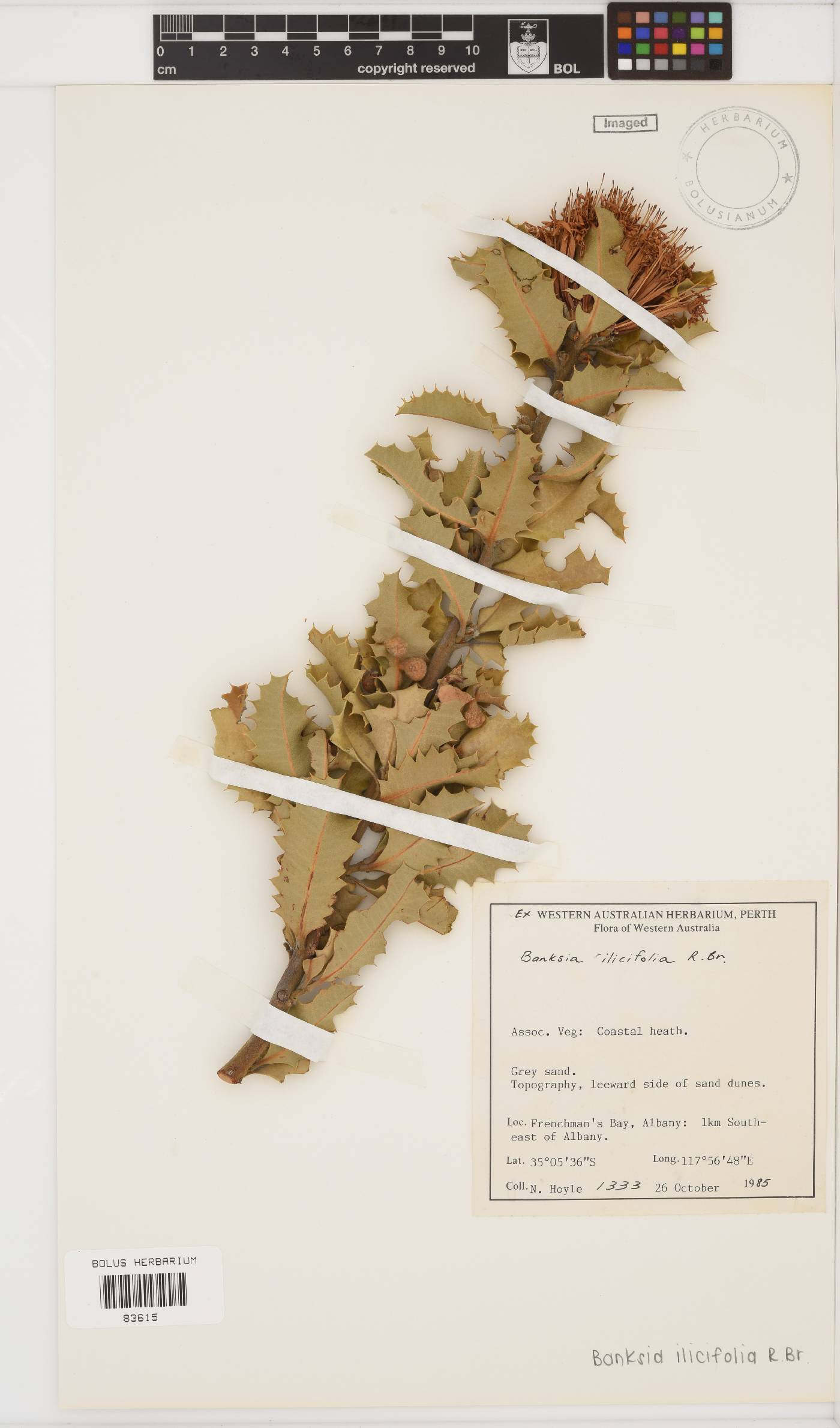 Banksia ericifolia image