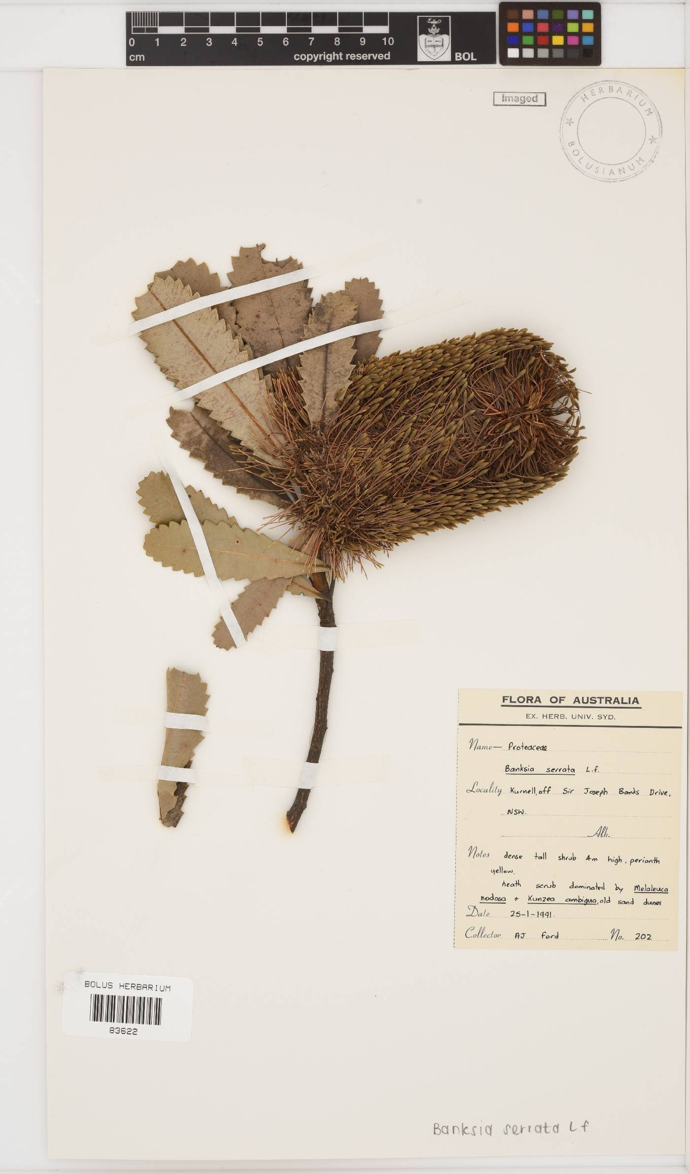 Banksia robur image