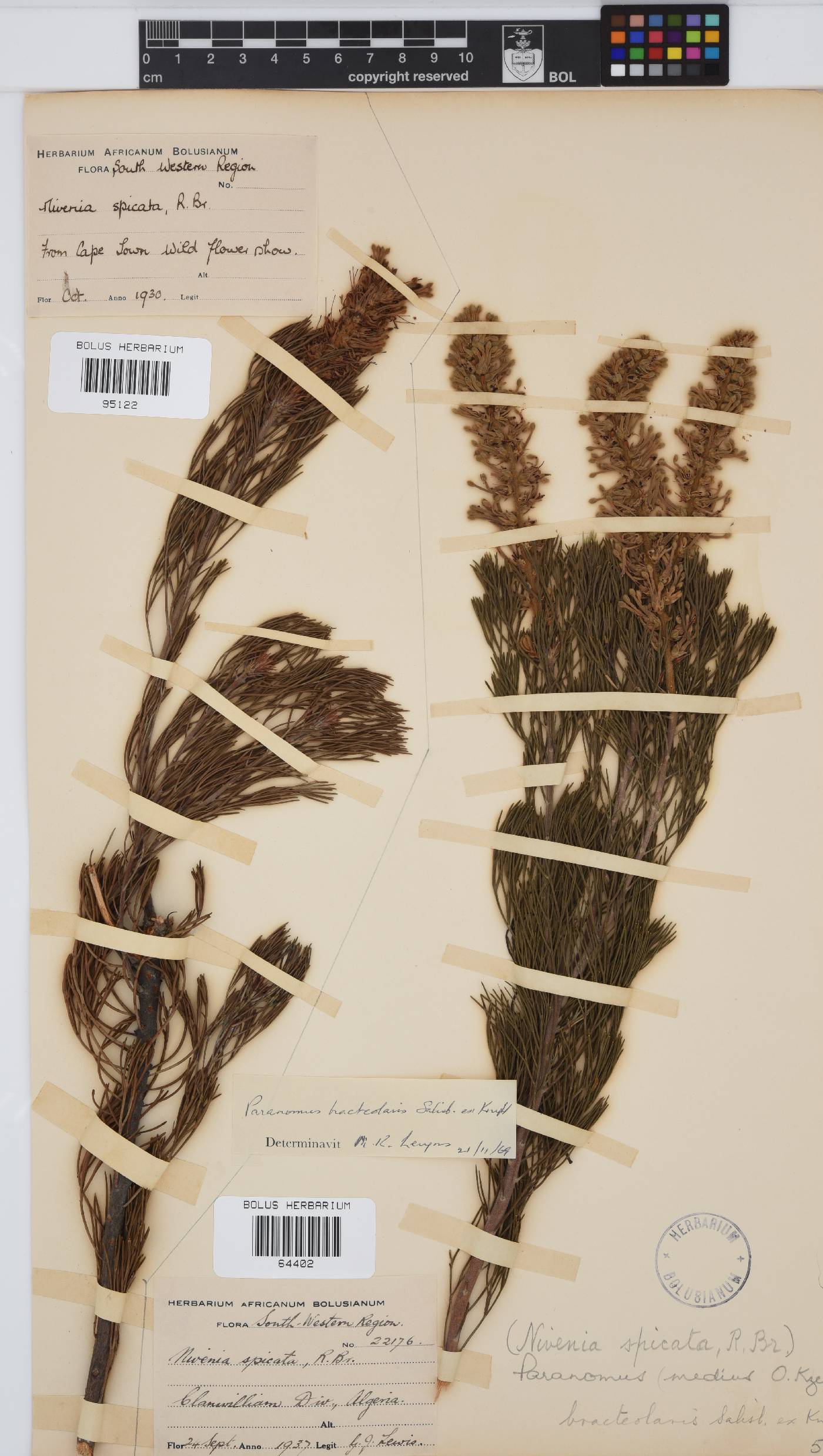 Paranomus bracteolaris image