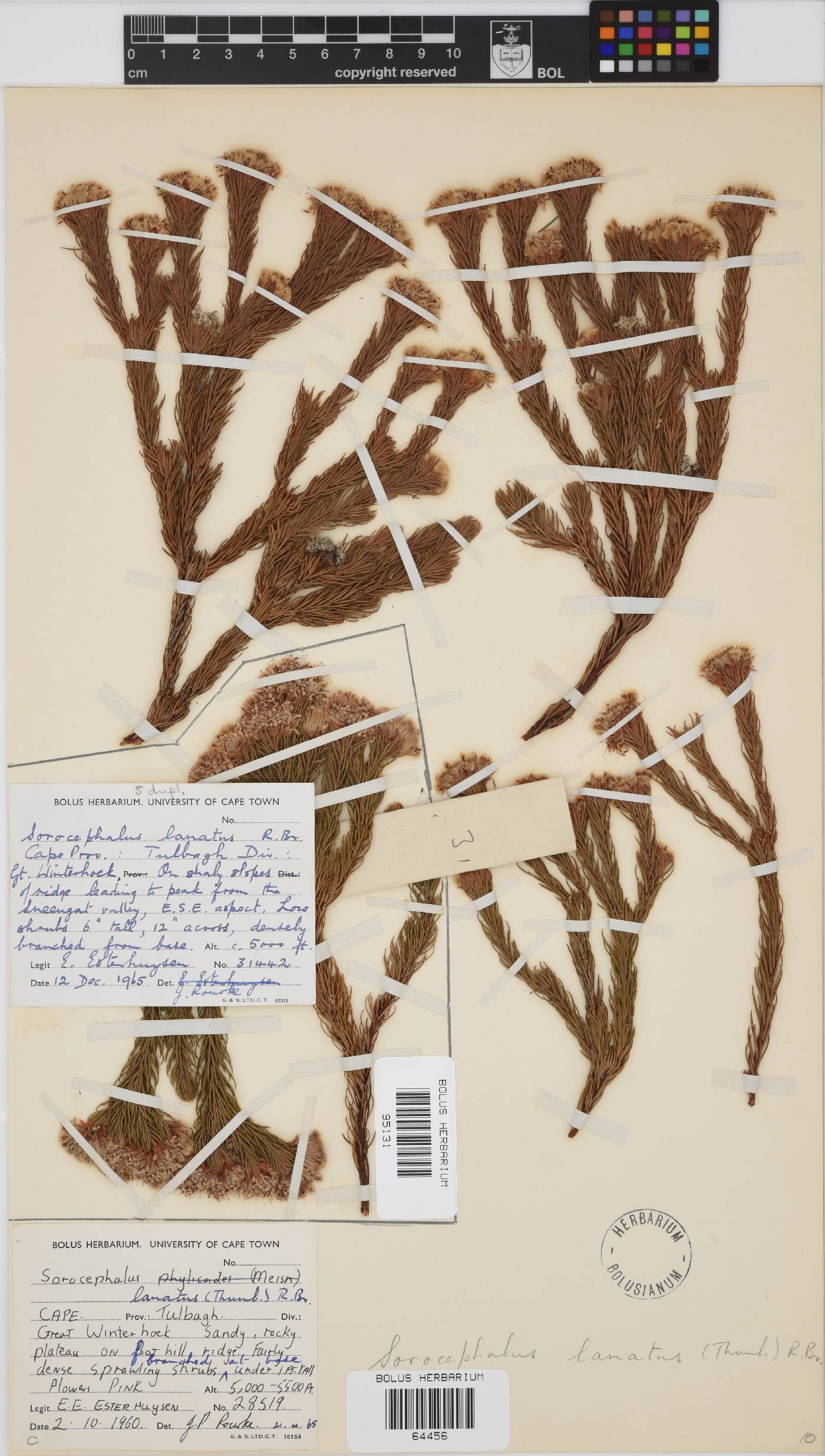 Sorocephalus lanatus image