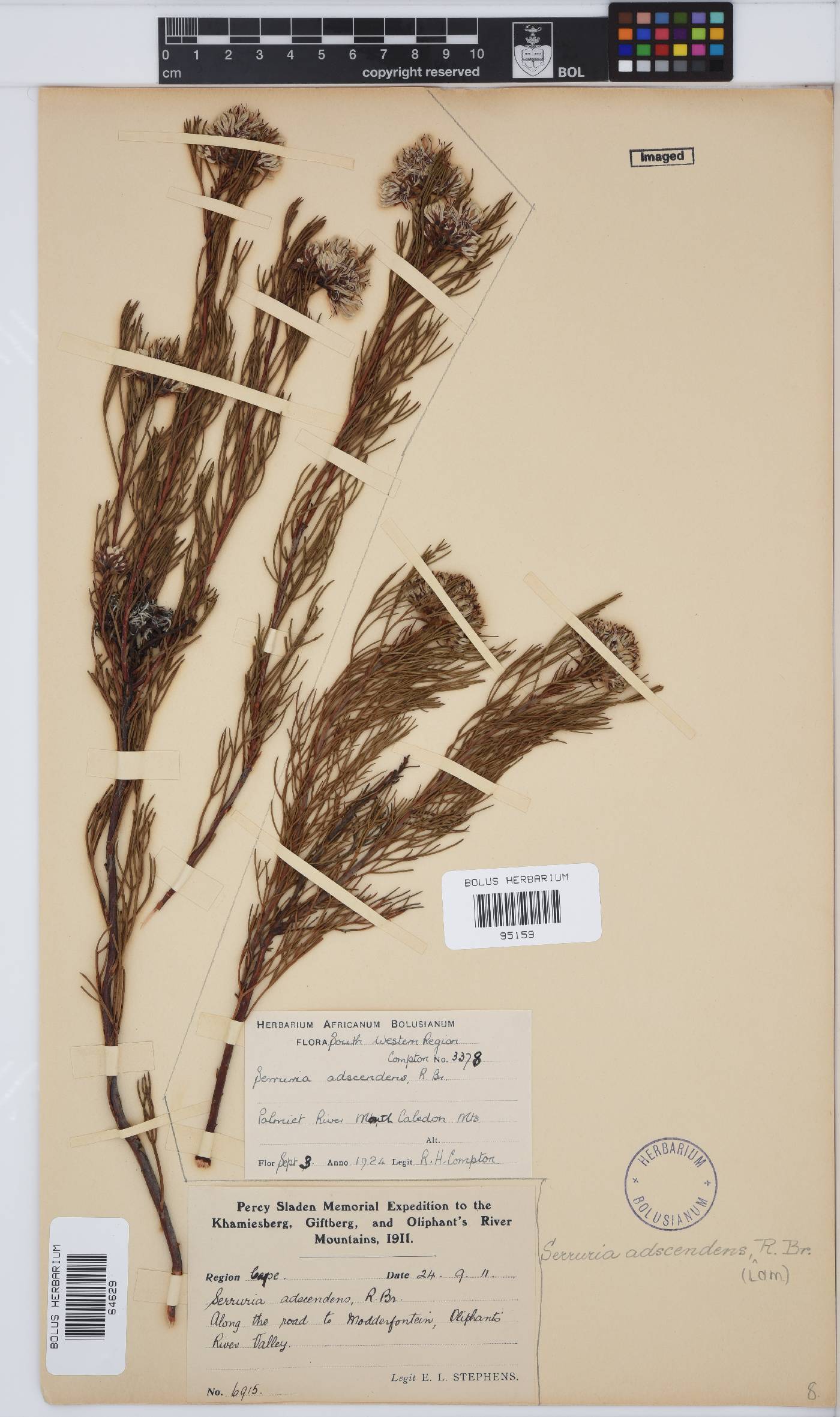 Serruria adscendens image