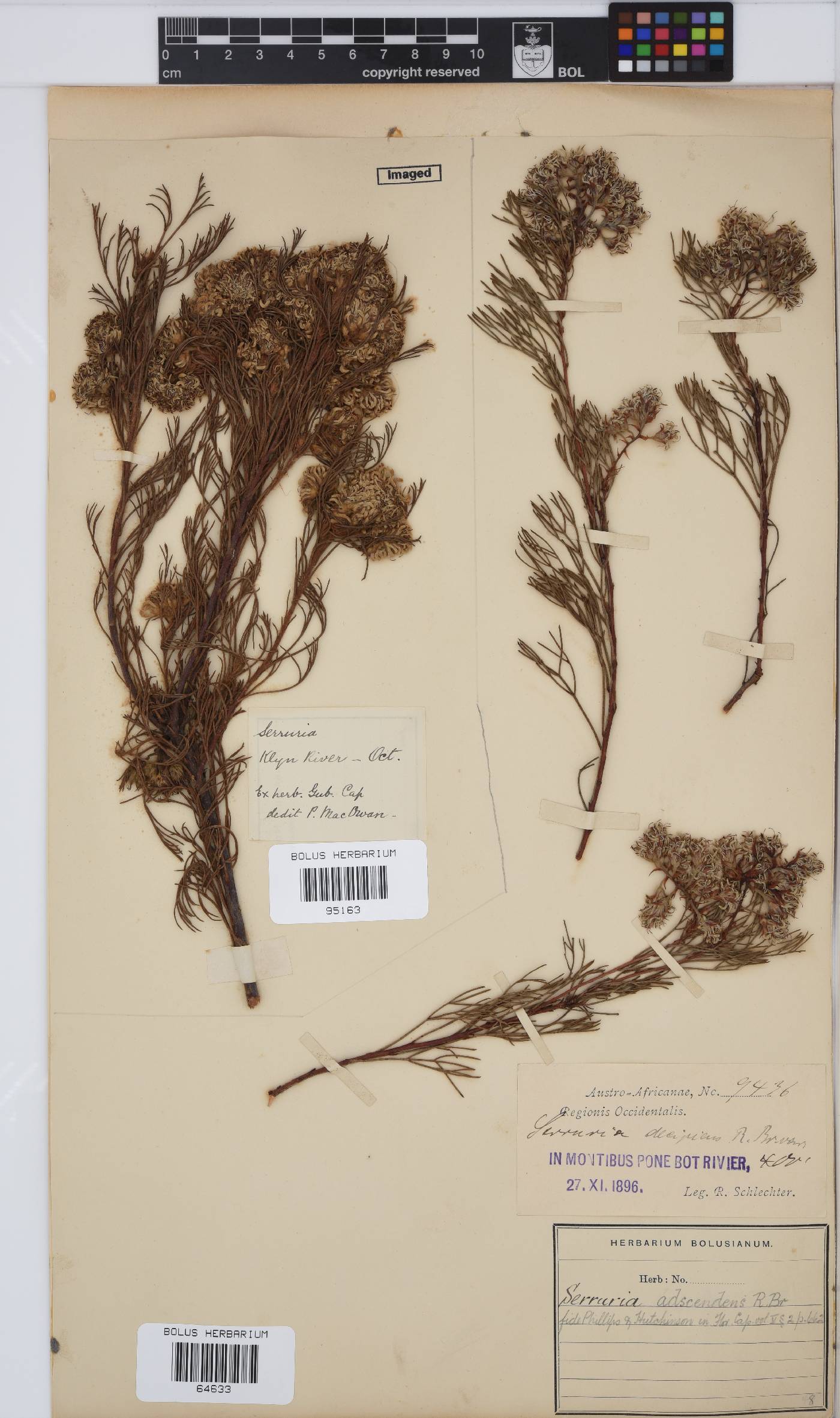 Serruria adscendens image