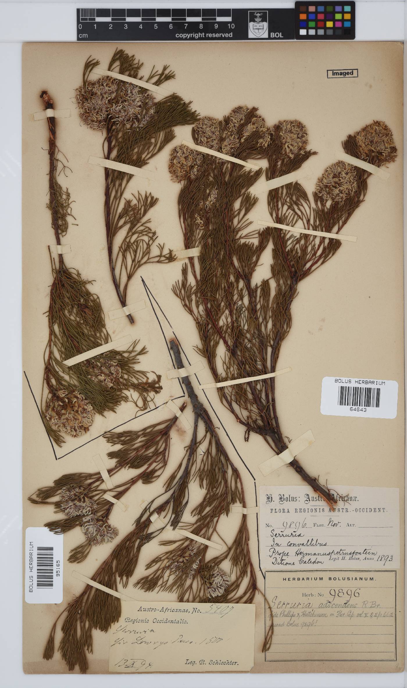 Serruria adscendens image