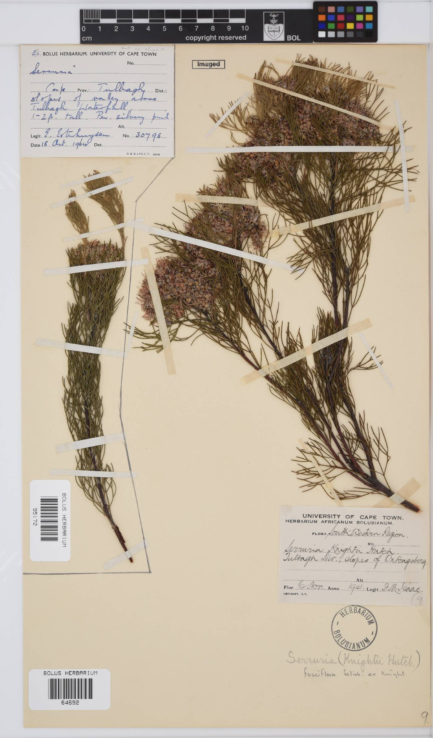 Serruria fasciflora image