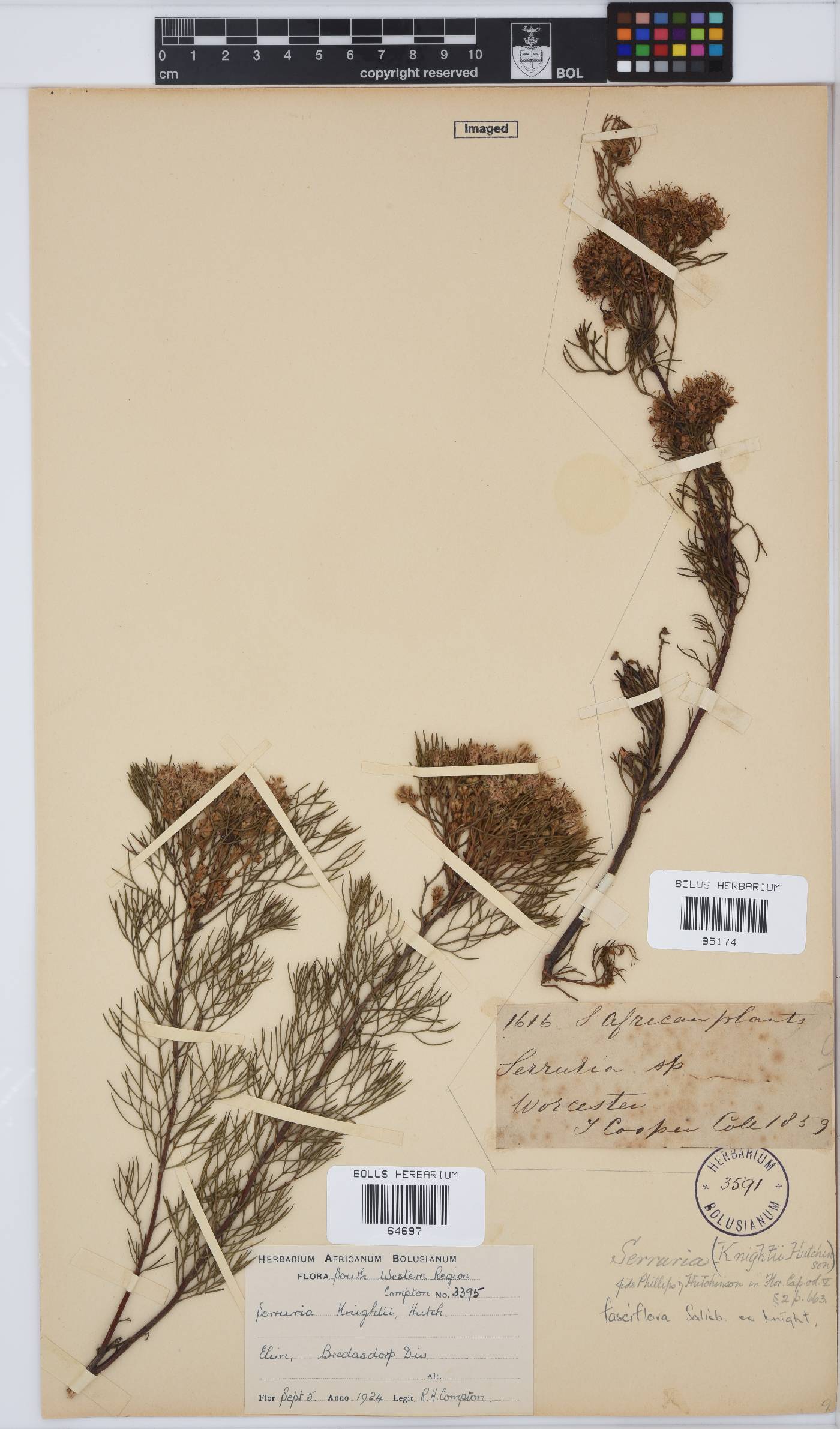 Serruria image