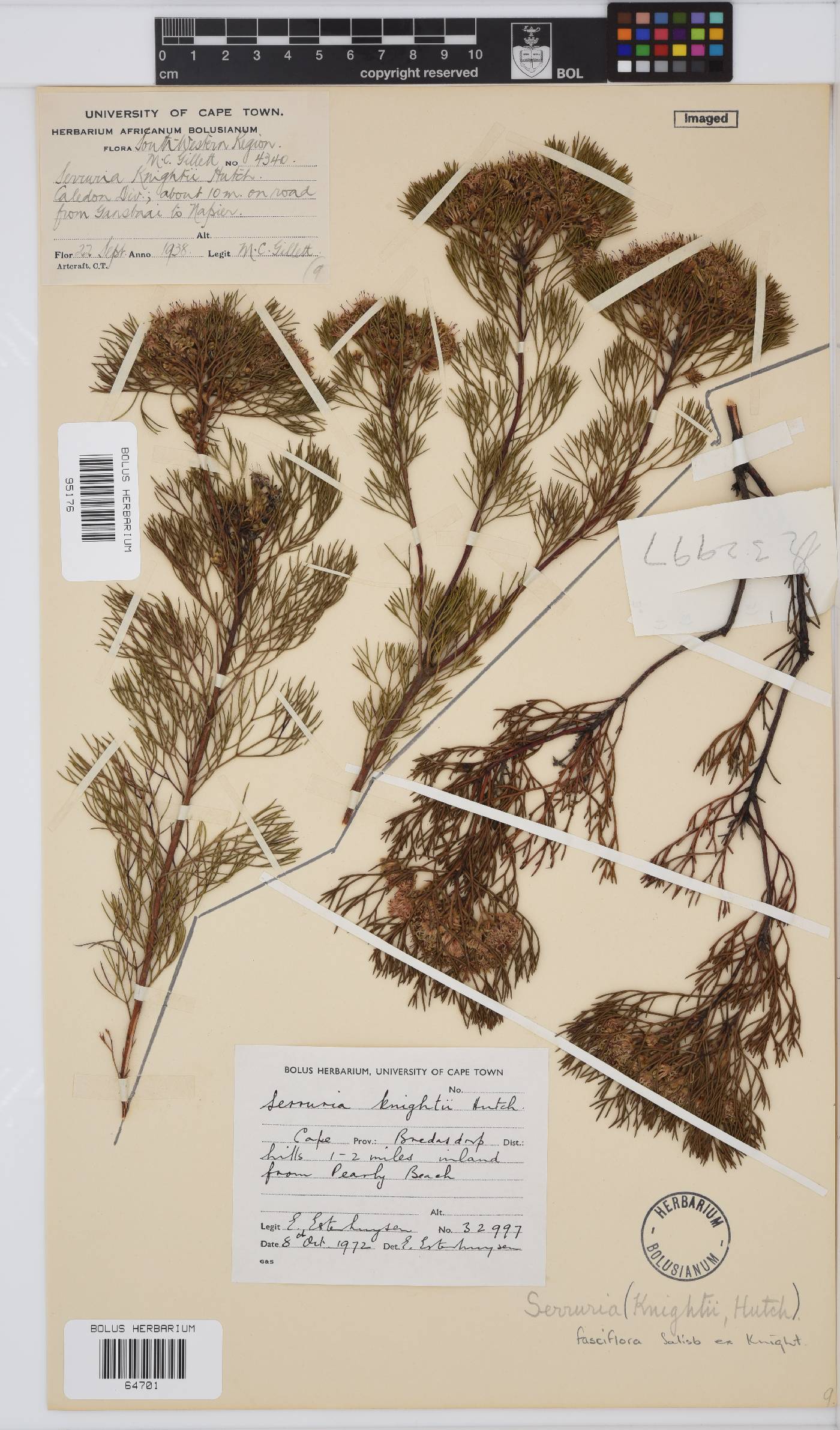 Serruria fasciflora image