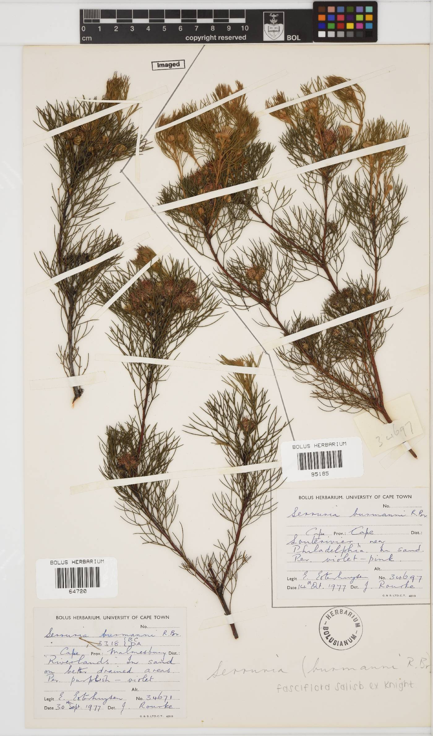 Serruria fasciflora image