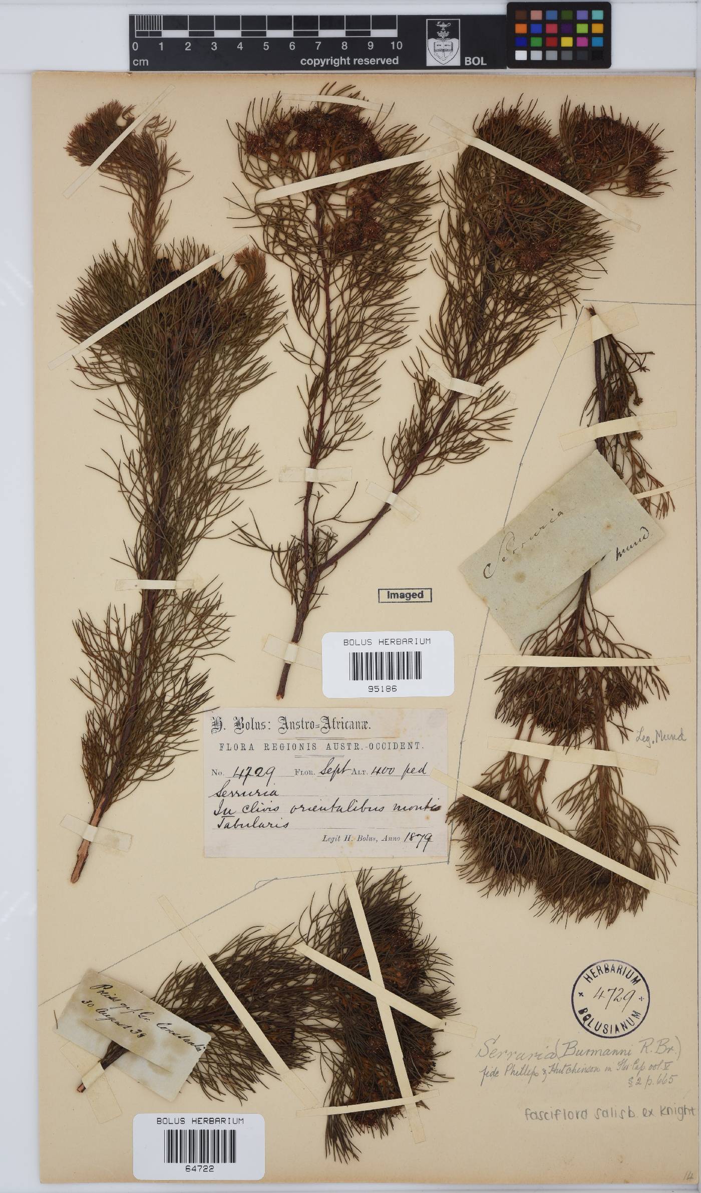 Serruria fasciflora image