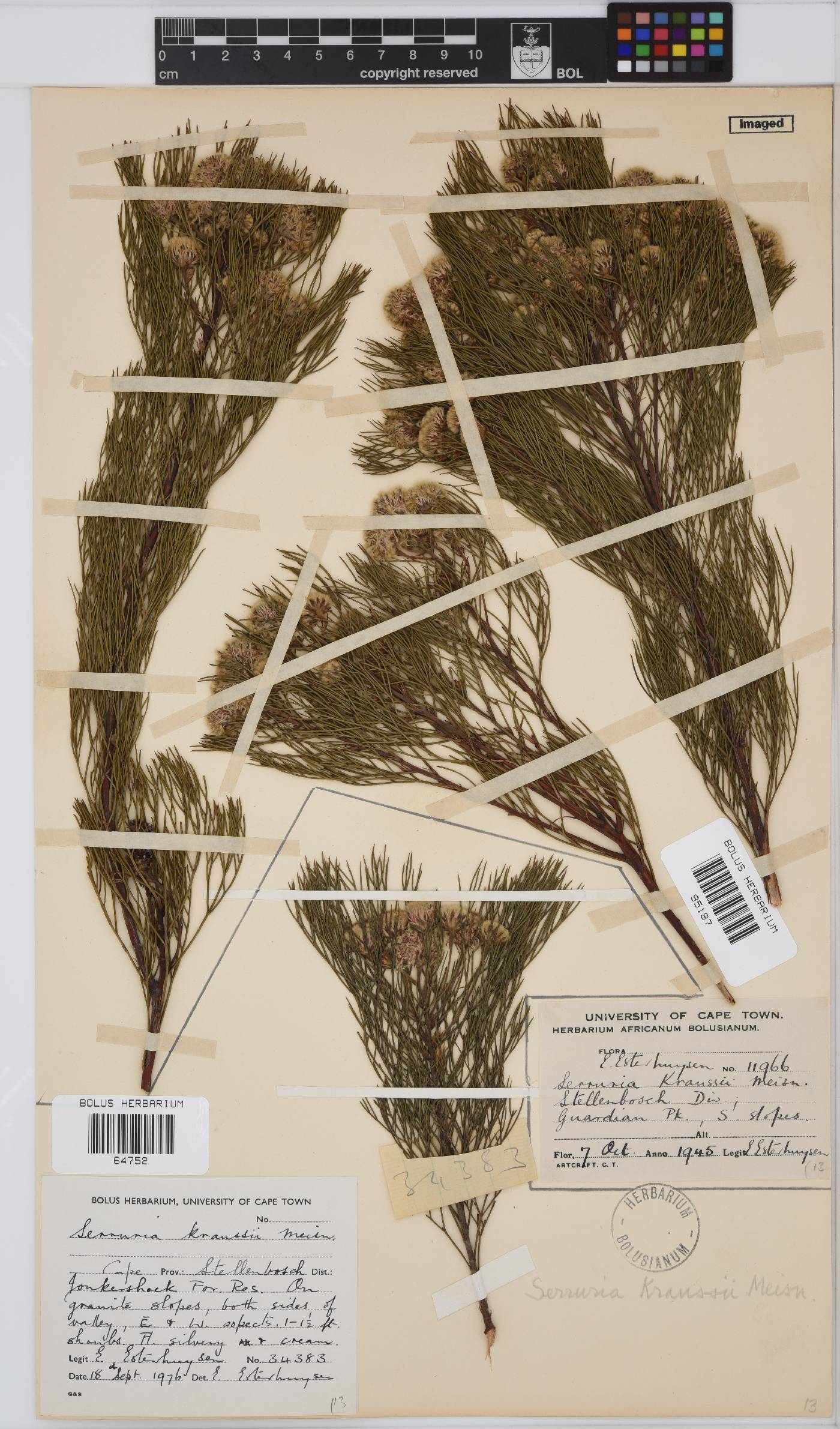 Serruria kraussii image