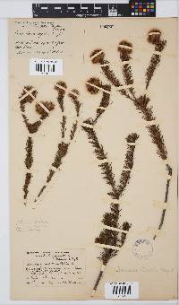 Image of Serruria trilopha