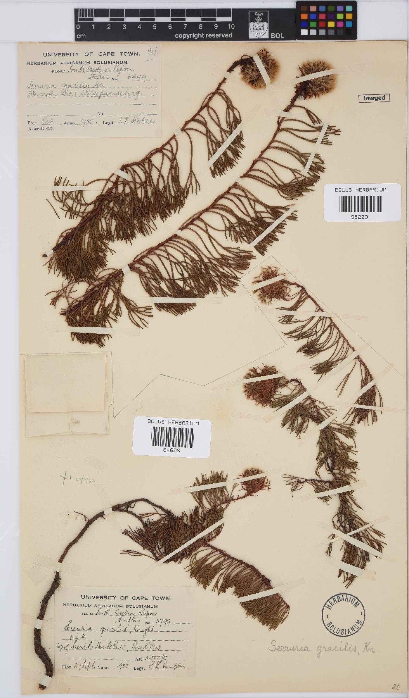 Serruria pinnata image