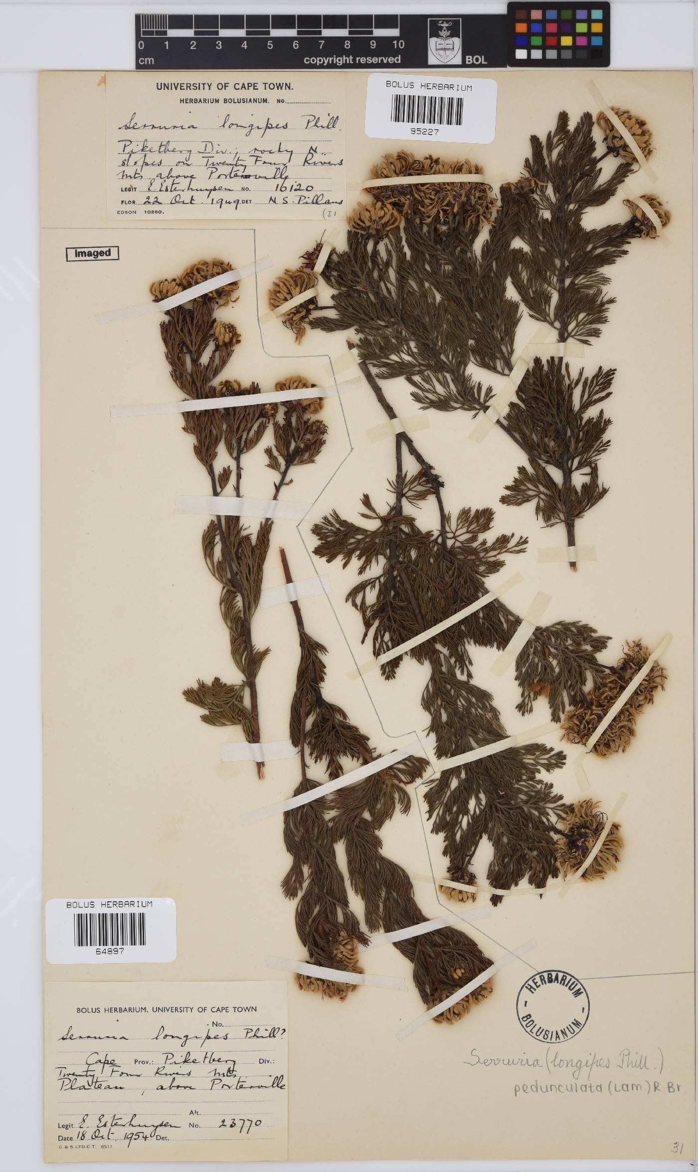 Serruria pedunculata image
