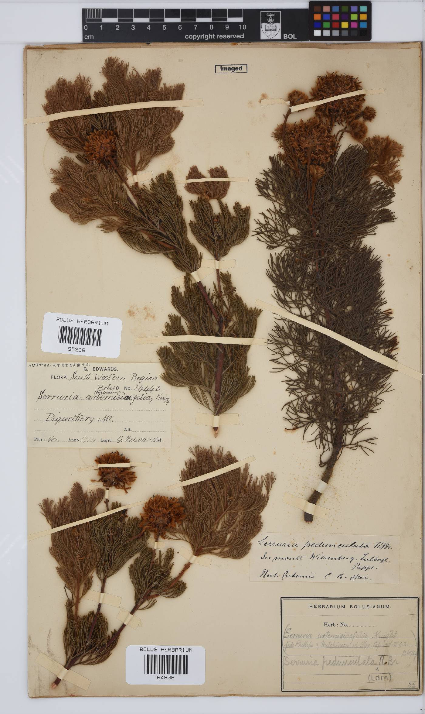 Serruria image