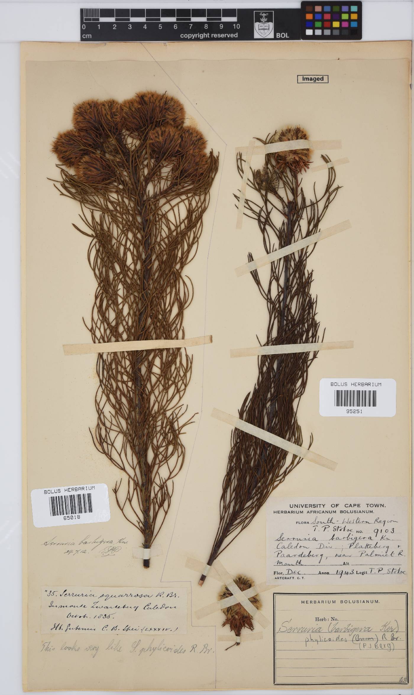 Serruria phylicoides image