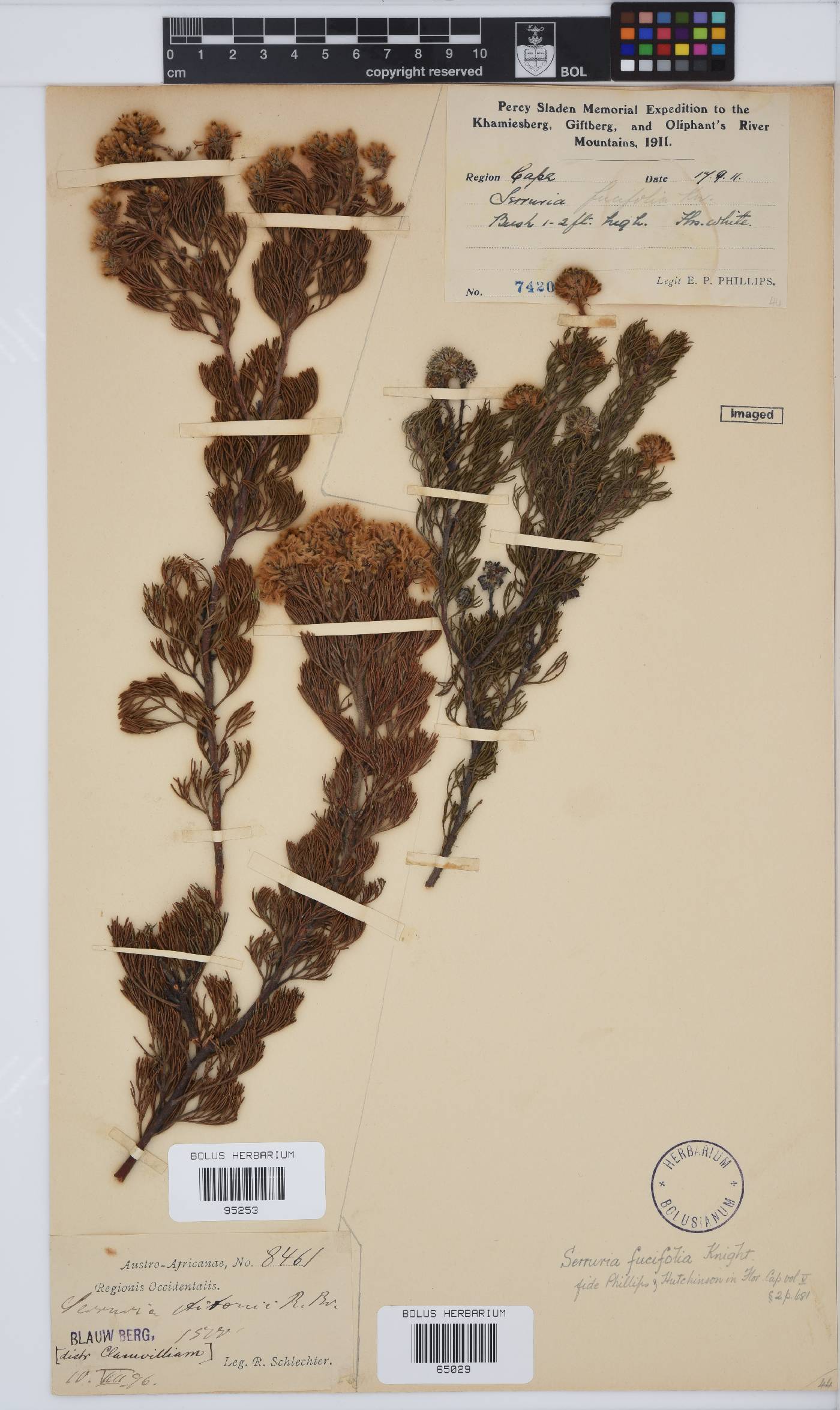 Serruria fucifolia image