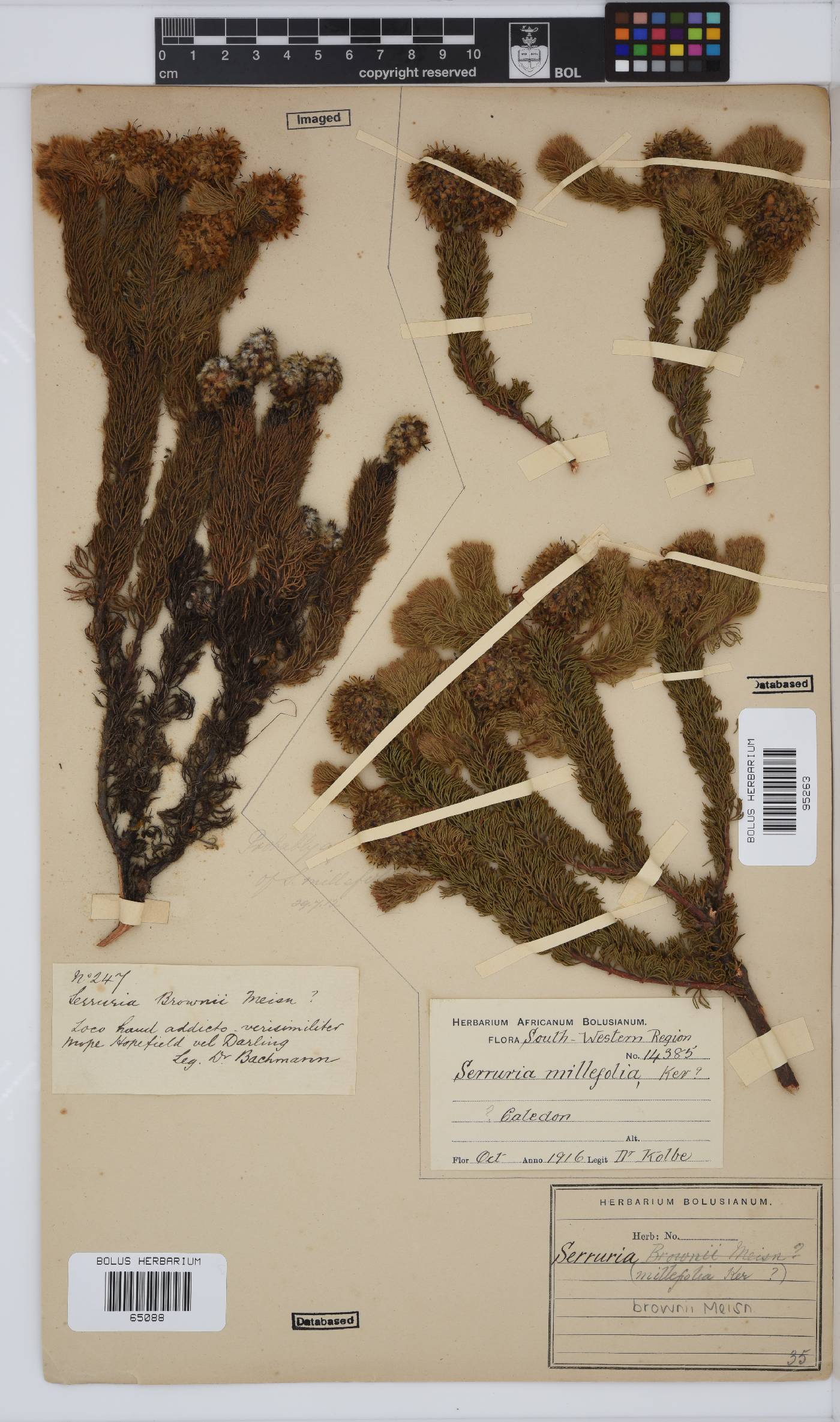 Serruria brownii image