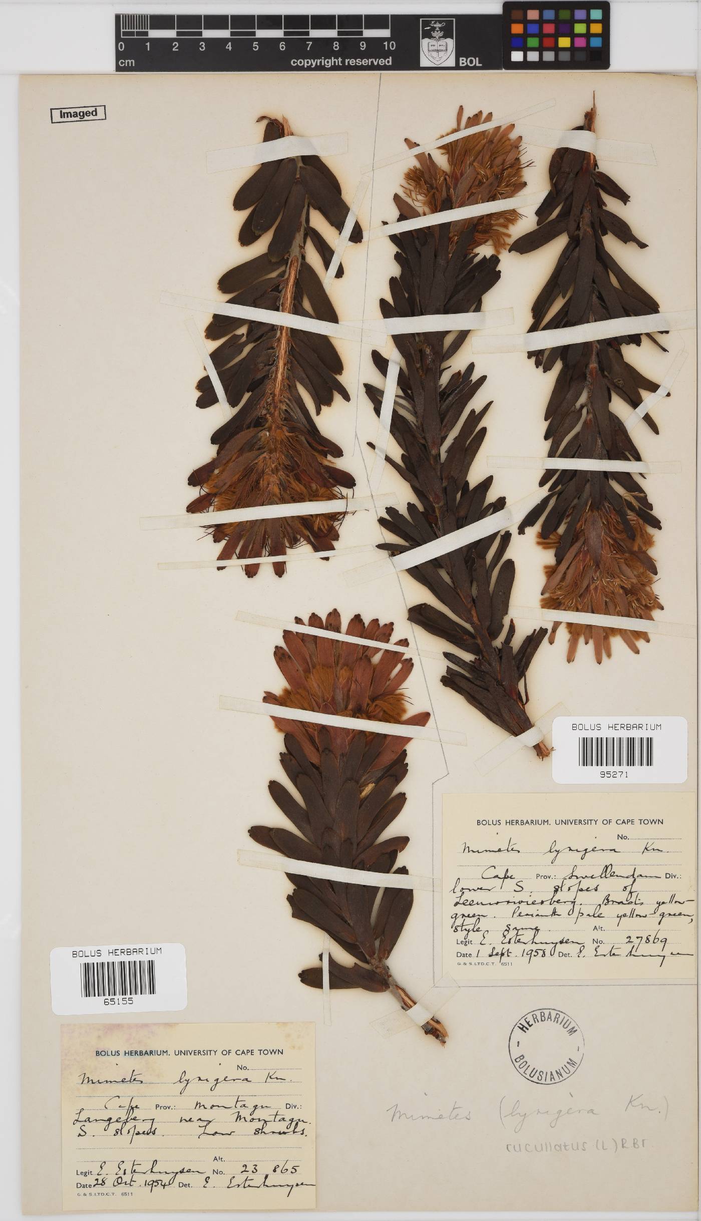 Mimetes cucullatus image