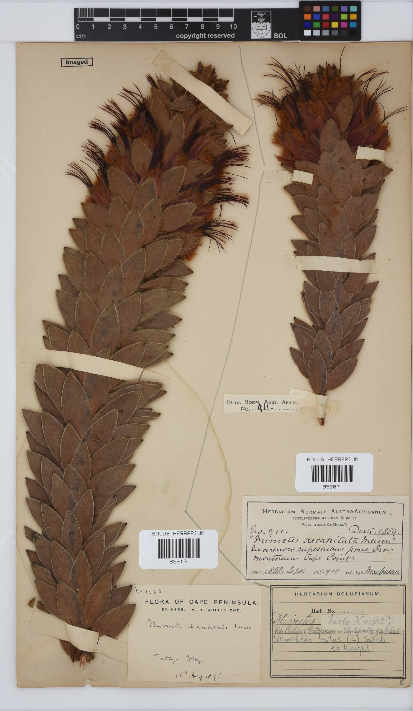Mimetes hirtus image