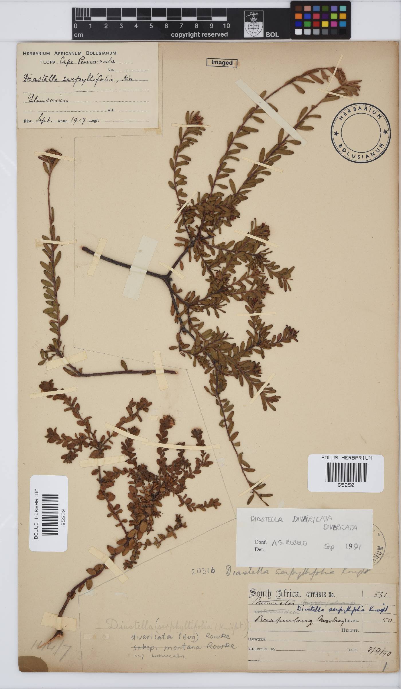 Diastella divaricata subsp. divaricata image
