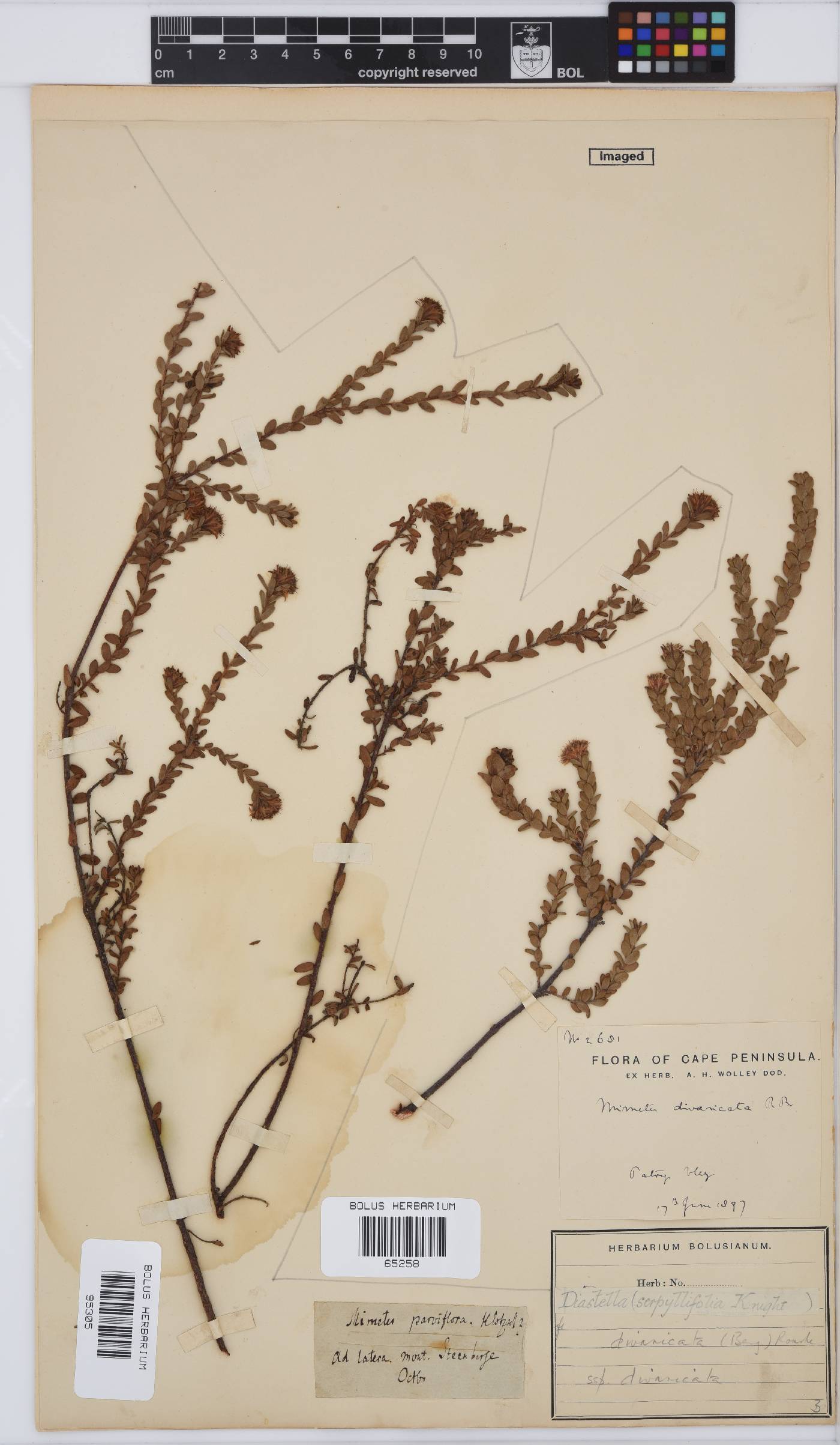 Diastella divaricata image