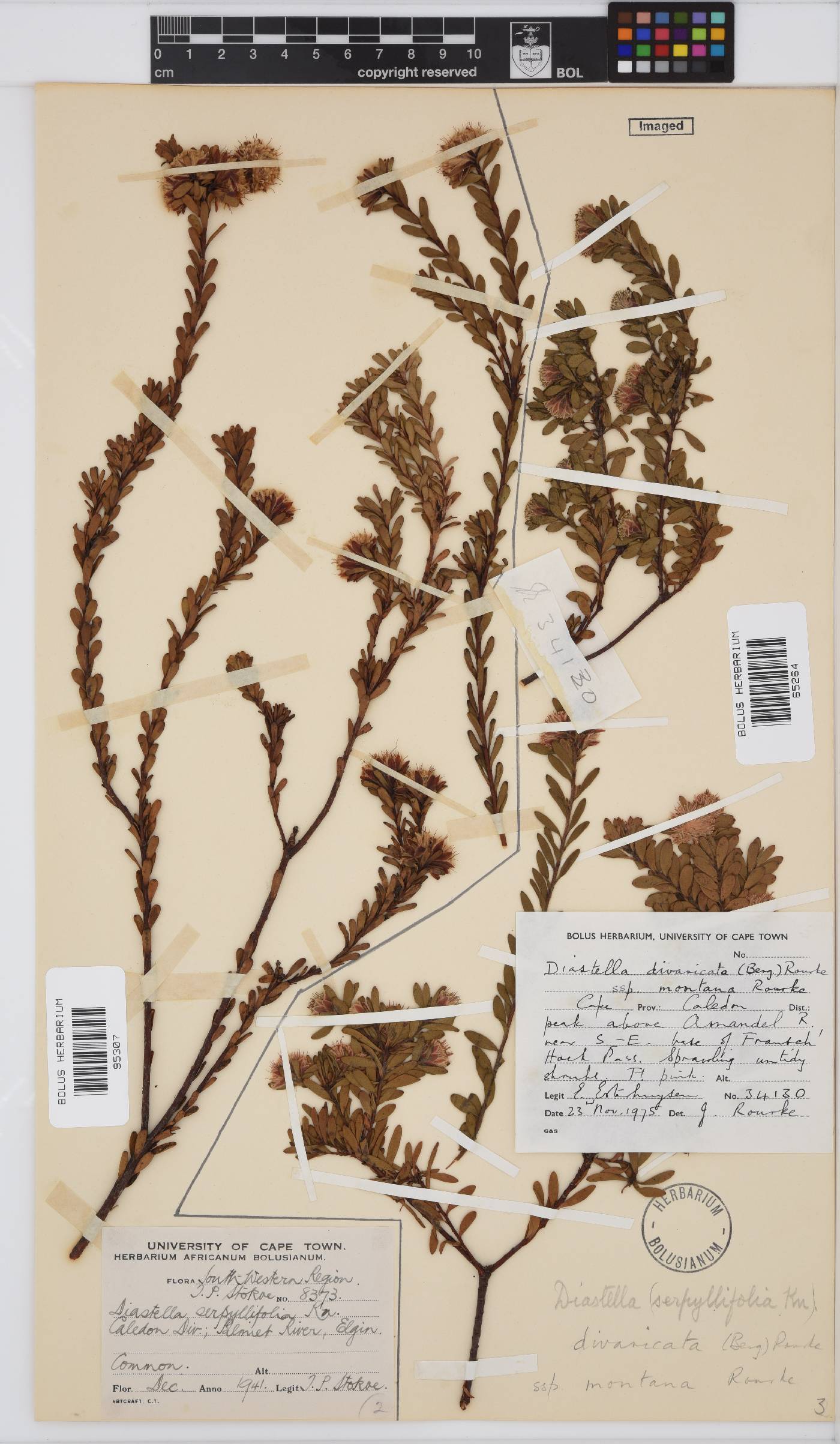 Diastella divaricata subsp. montana image