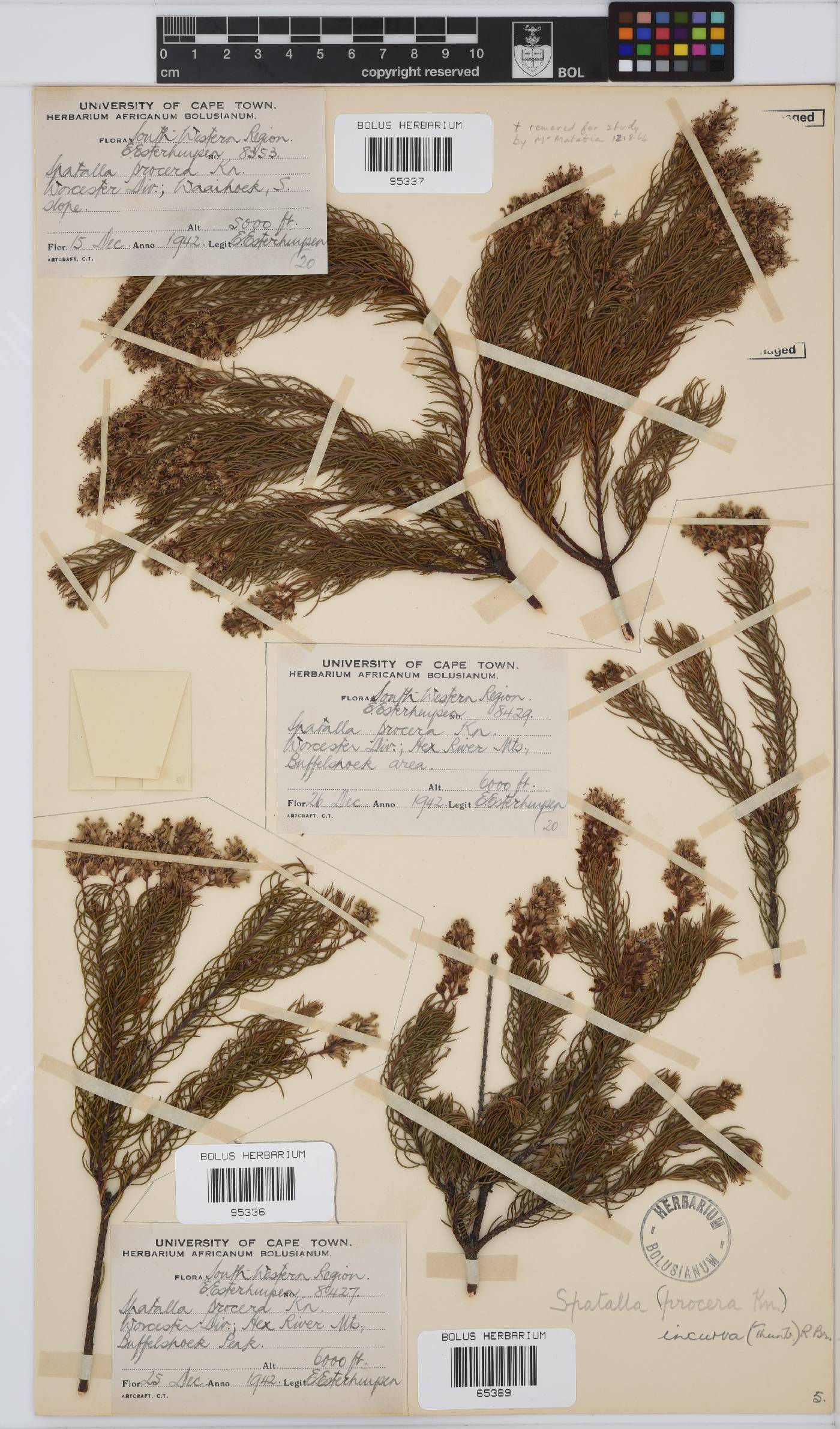 Spatalla incurva image