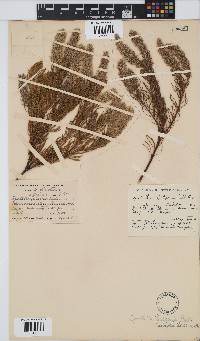 Spatalla curvifolia image